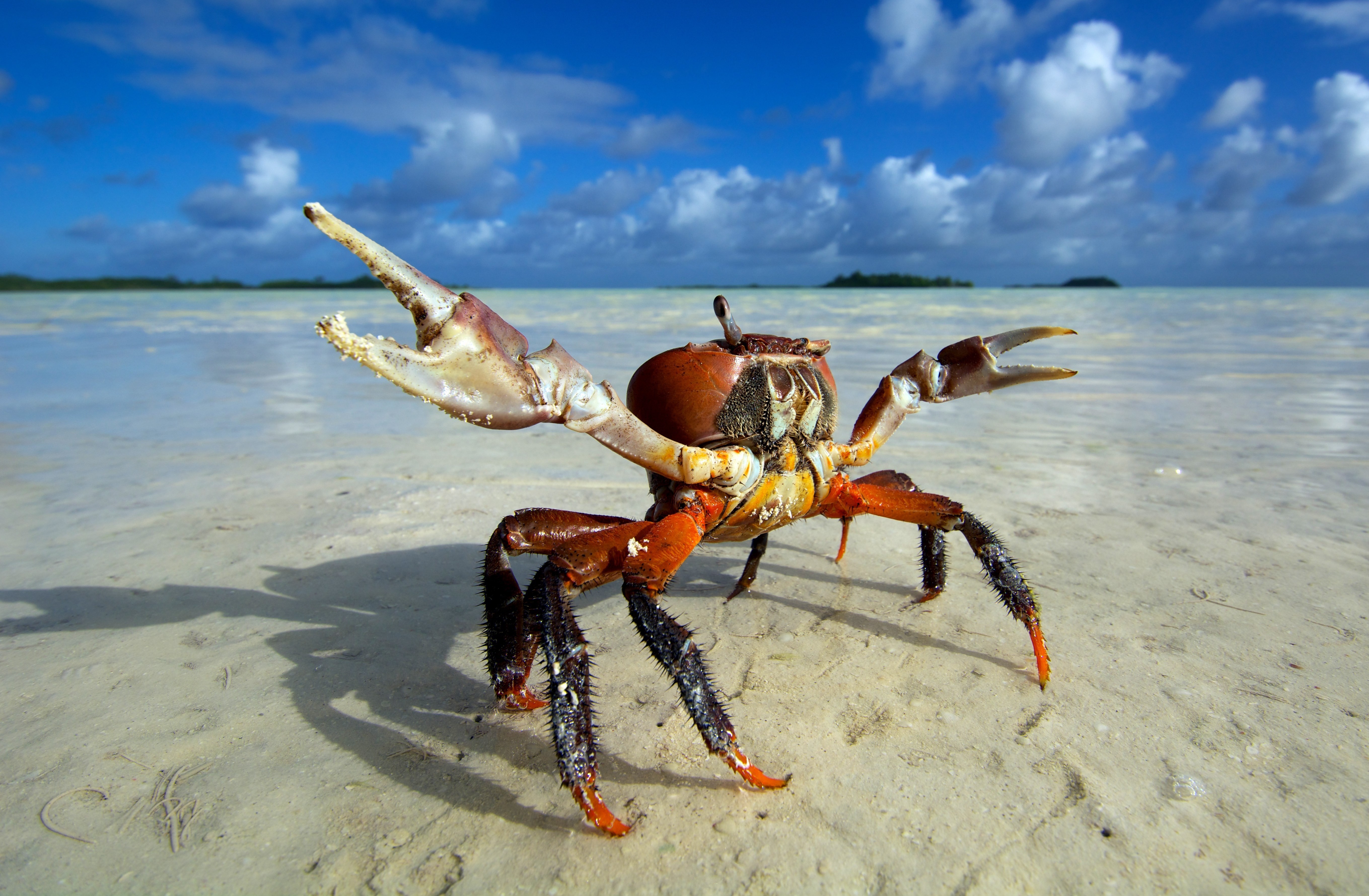 Crab on a sandy beach with blue sky HD Wallpaper