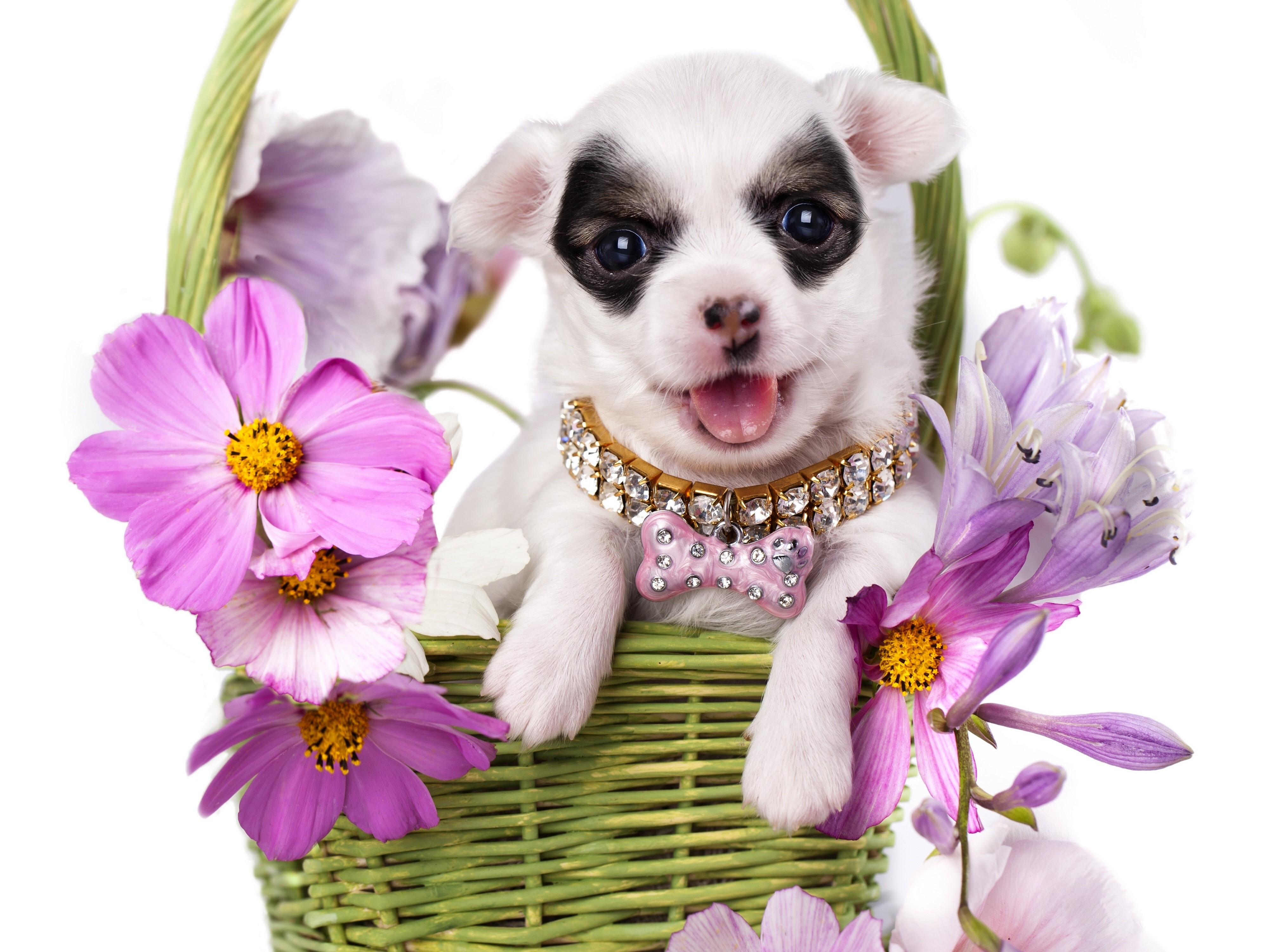 Chihuahua puppy in a wicker basket with flowers HD Wallpaper
