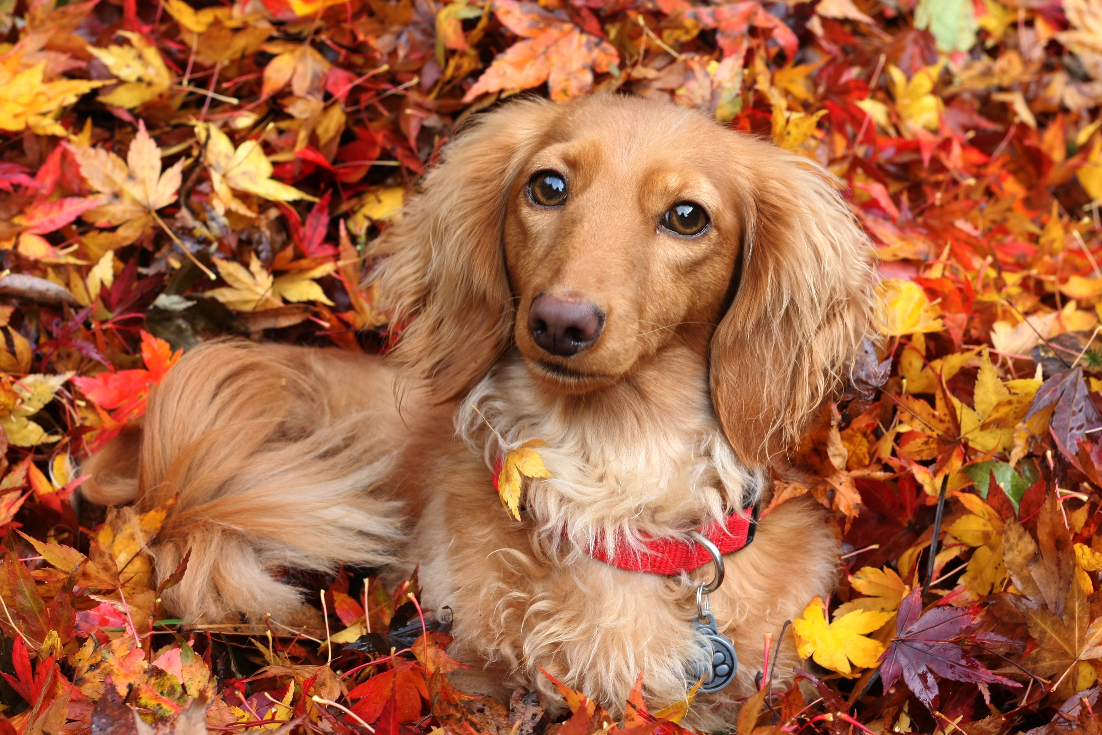 4K Dachshund Dog in Autumn Foliage HD Wallpaper