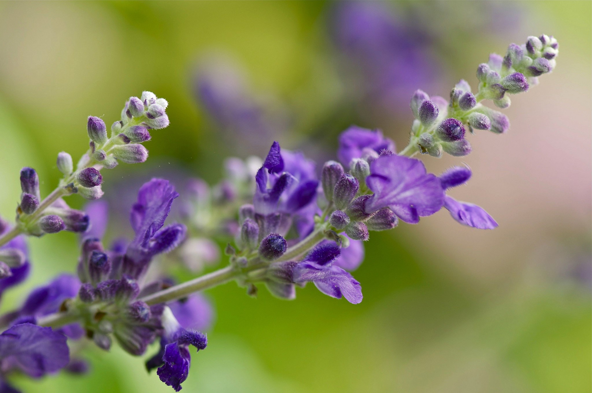 Purple Salvia flowers on a green background HD Wallpaper