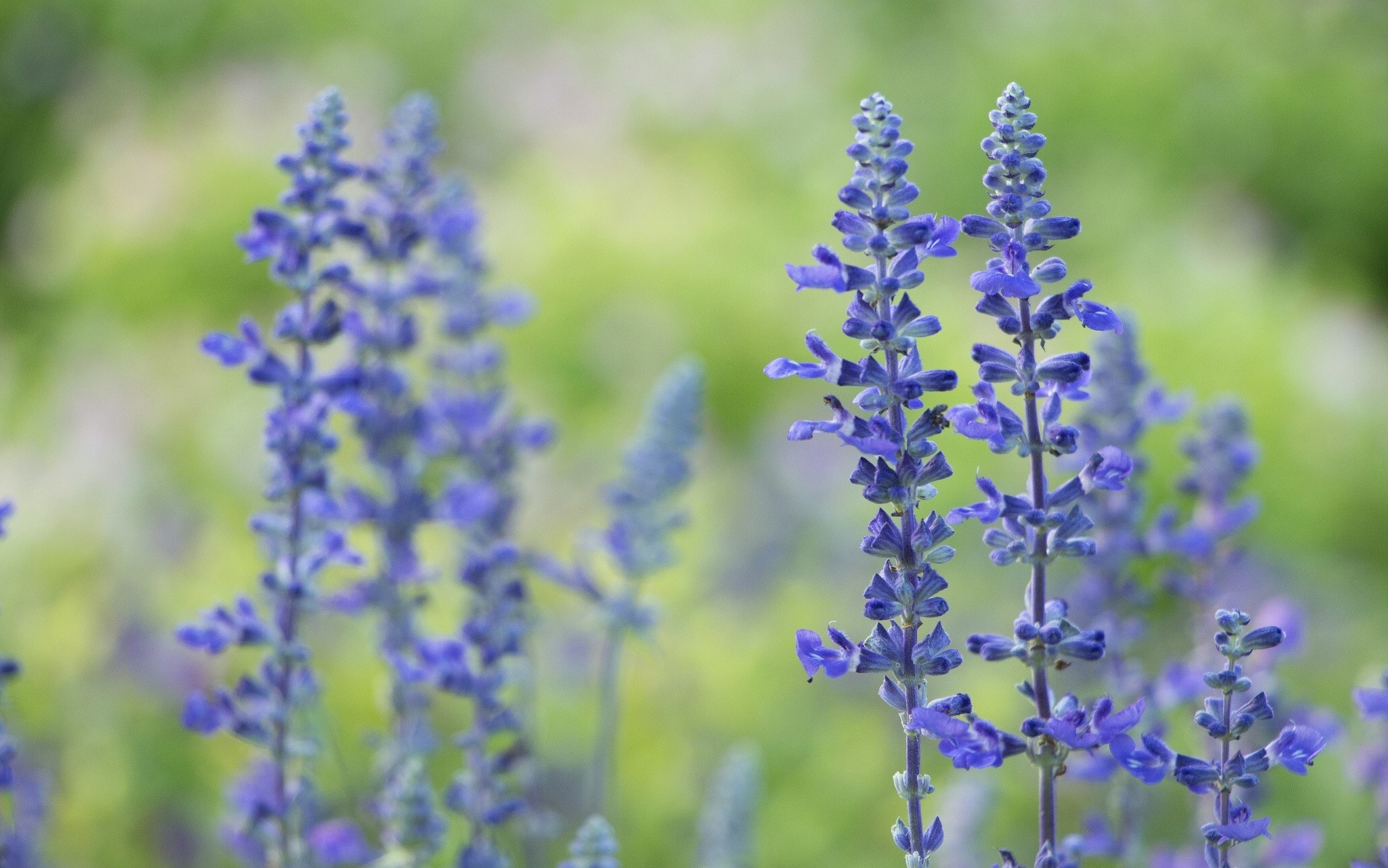 Purple Salvia flowers in a garden HD Wallpaper