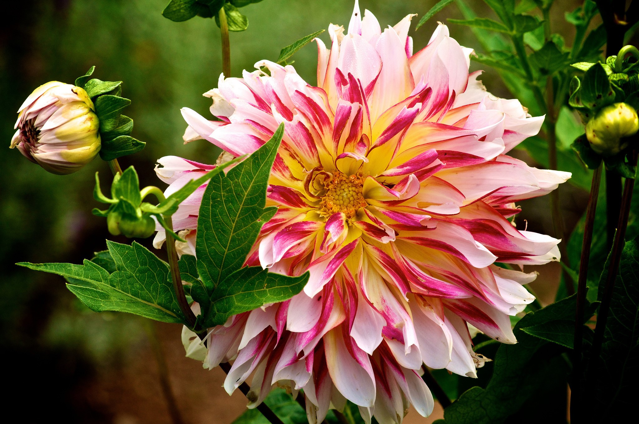 Close-up of a bi-colored Dahlia flower HD Wallpaper