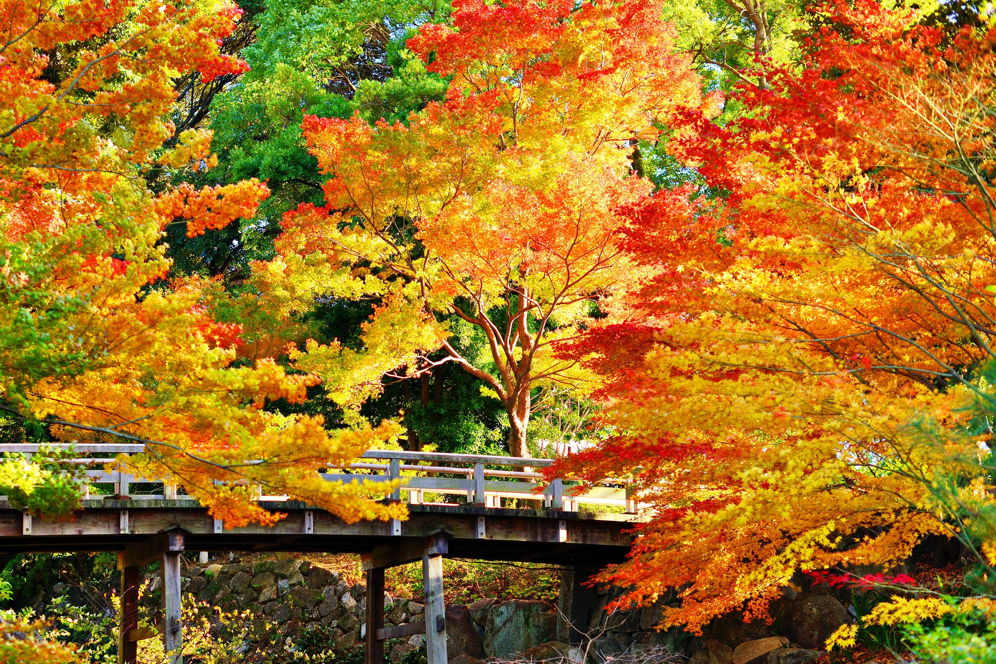 Autumn bridge surrounded by colorful trees HD Wallpaper