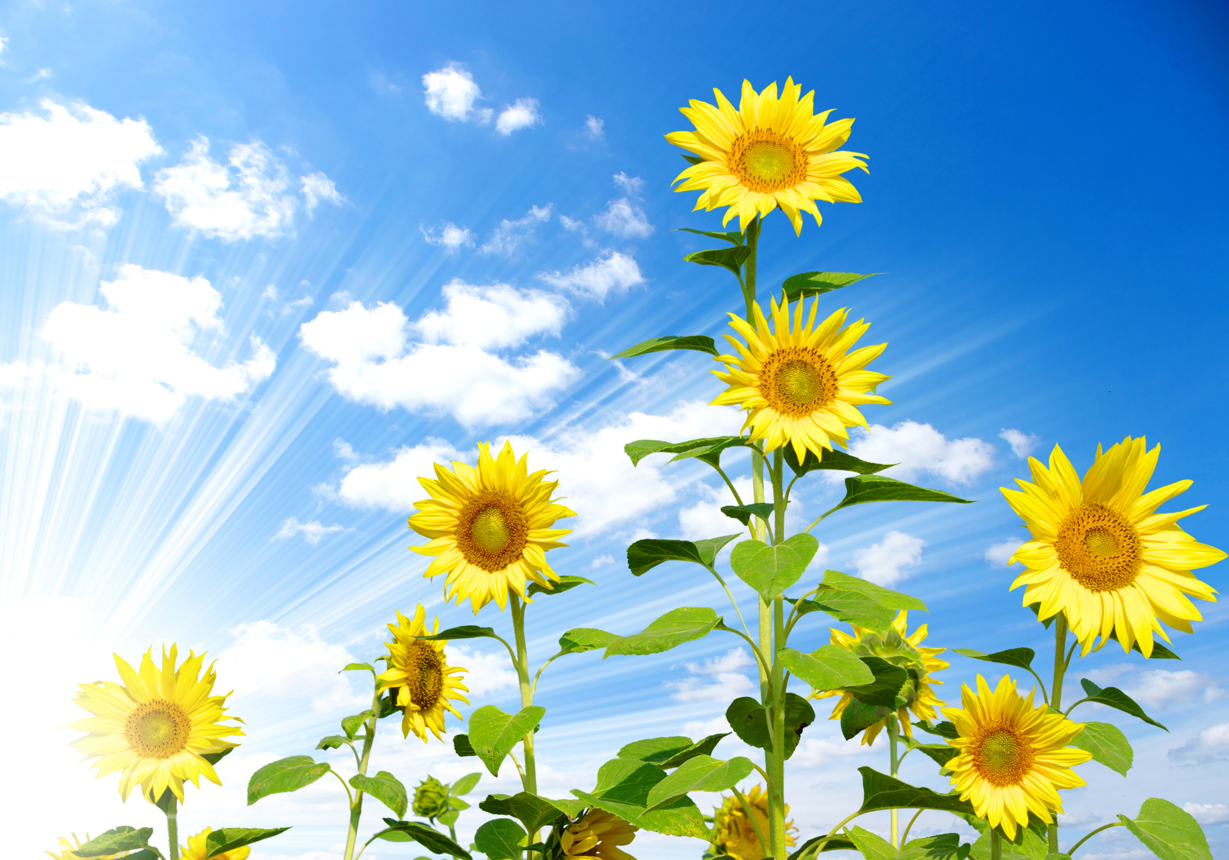 Sunflowers under a bright blue sky with sun rays HD Wallpaper