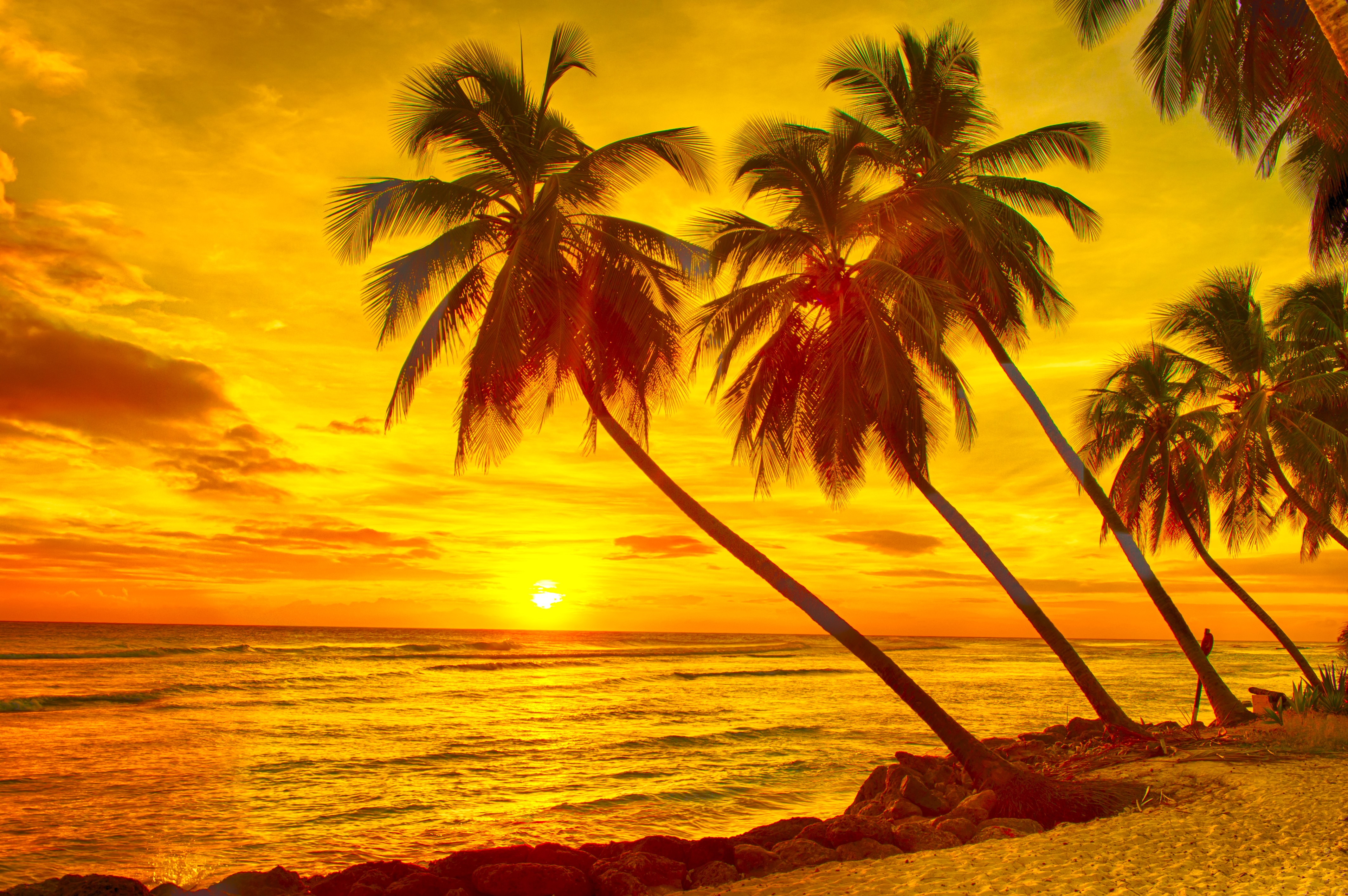4K Barbados Caribbean Tropical Sunset with Palm Trees HD Wallpaper