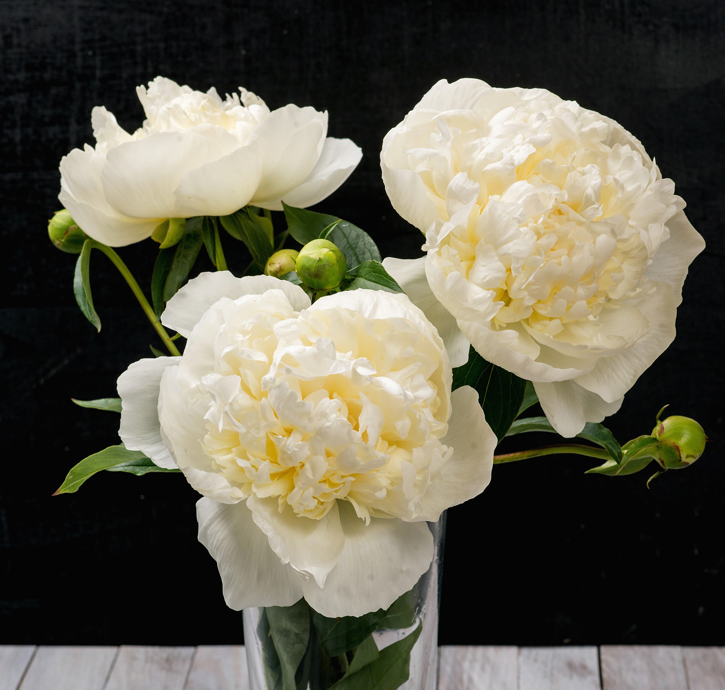 White peonies in a vase against a black background HD Wallpaper