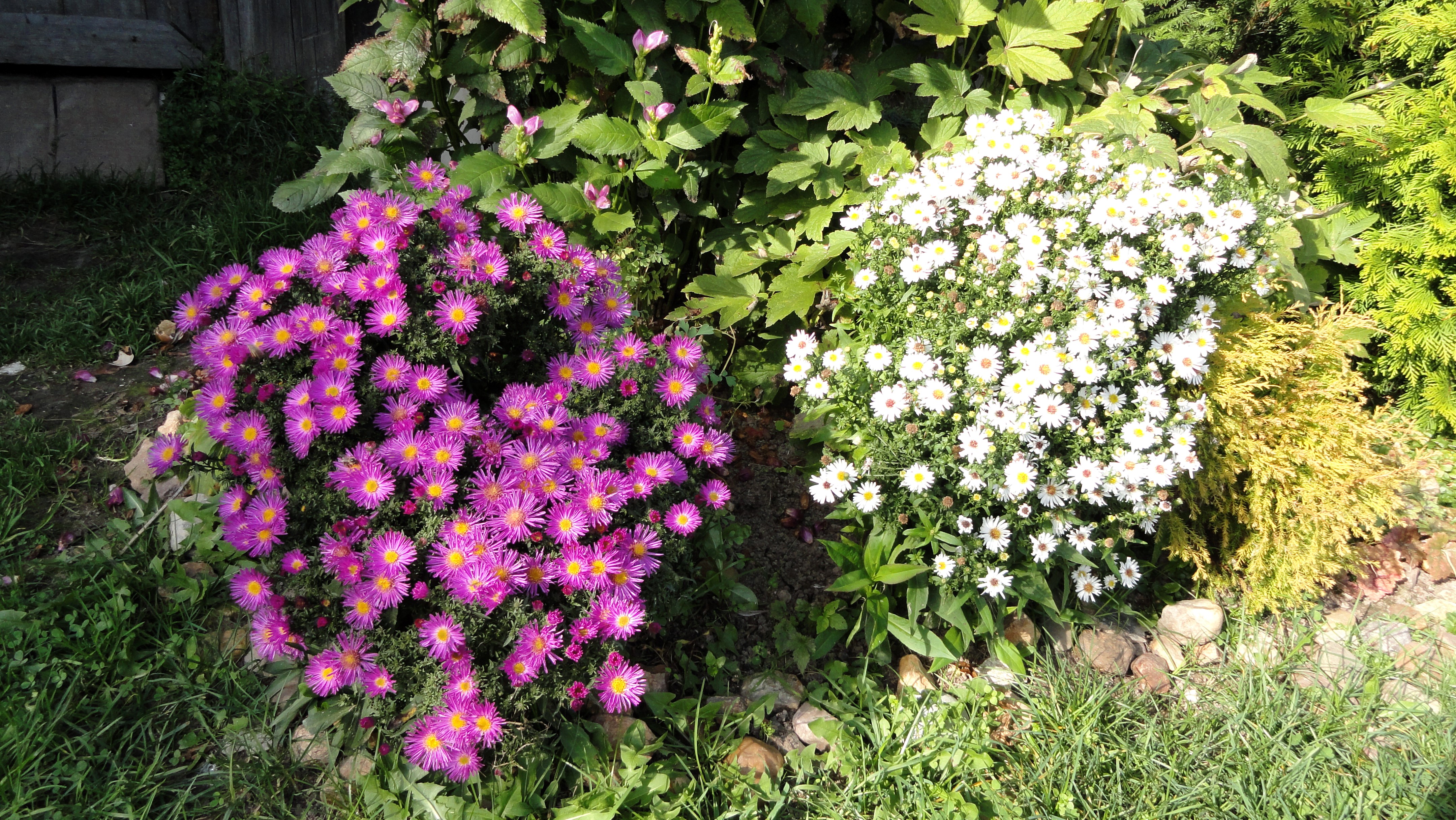 Purple and white Asters in a garden HD Wallpaper