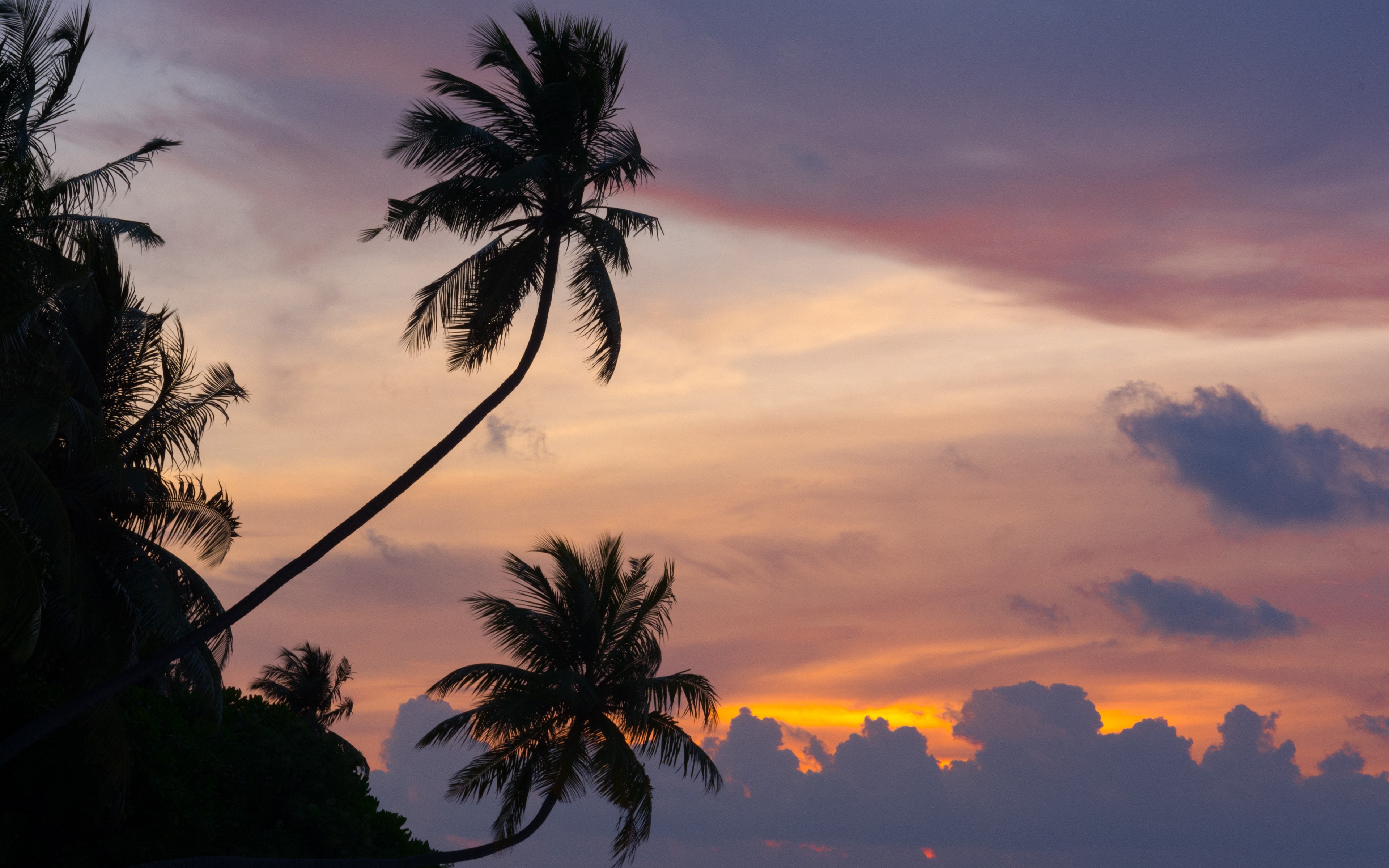 4K Maldives Sunset with Palm Tree Silhouettes HD Wallpaper