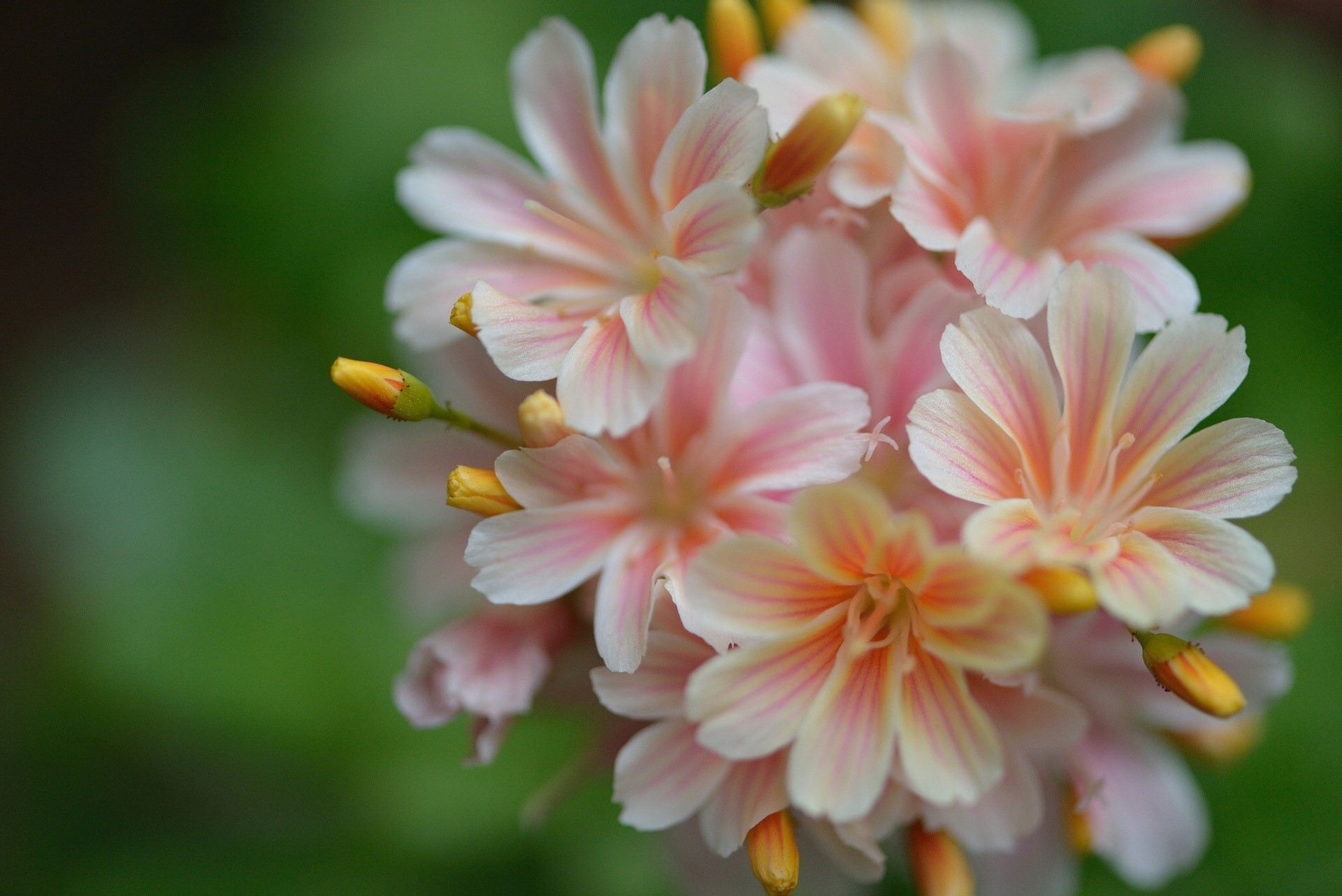 Close-up of pink and white Lewisia flowers with yellow buds HD Wallpaper