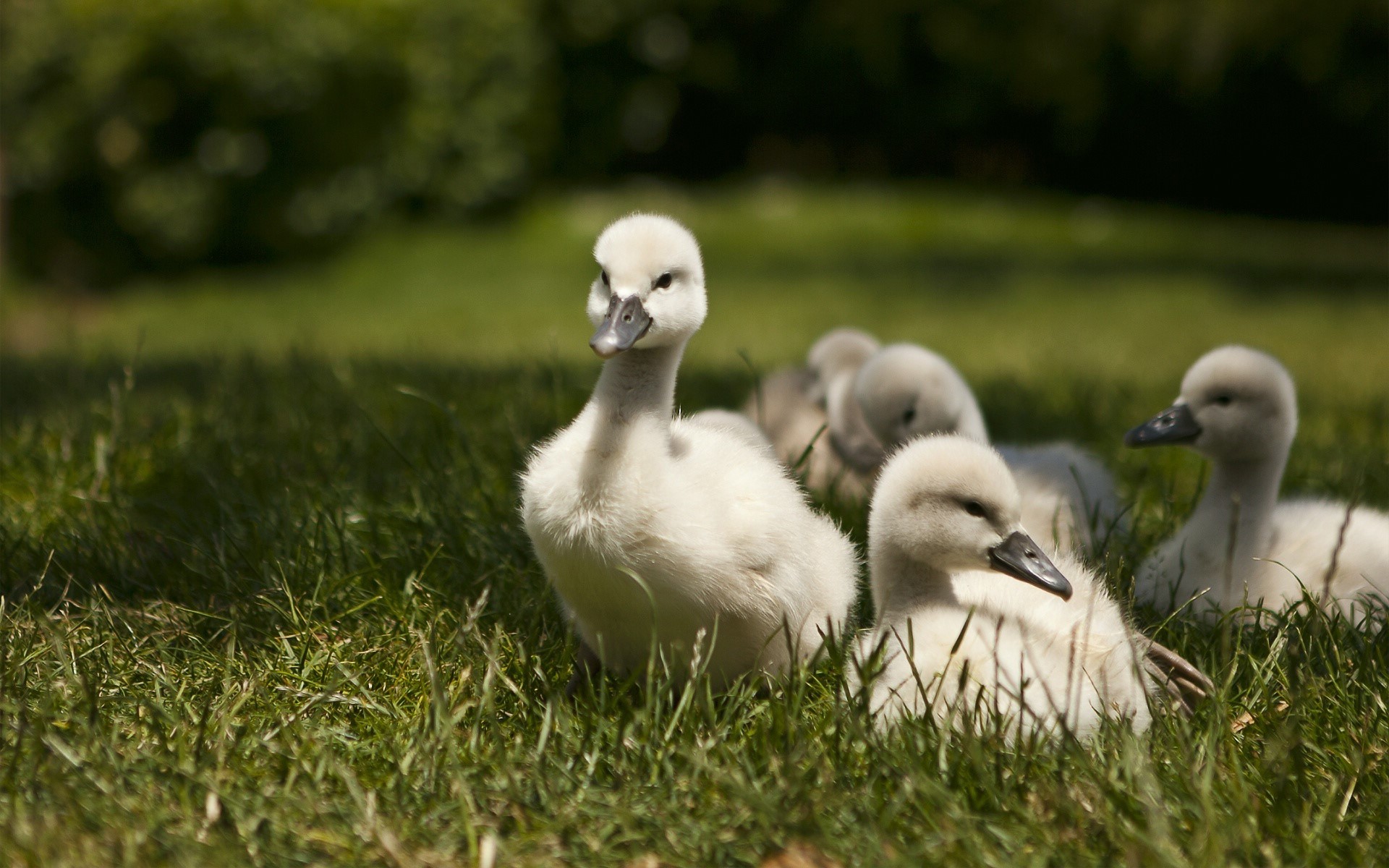 Group of baby swans in green grass HD Wallpaper