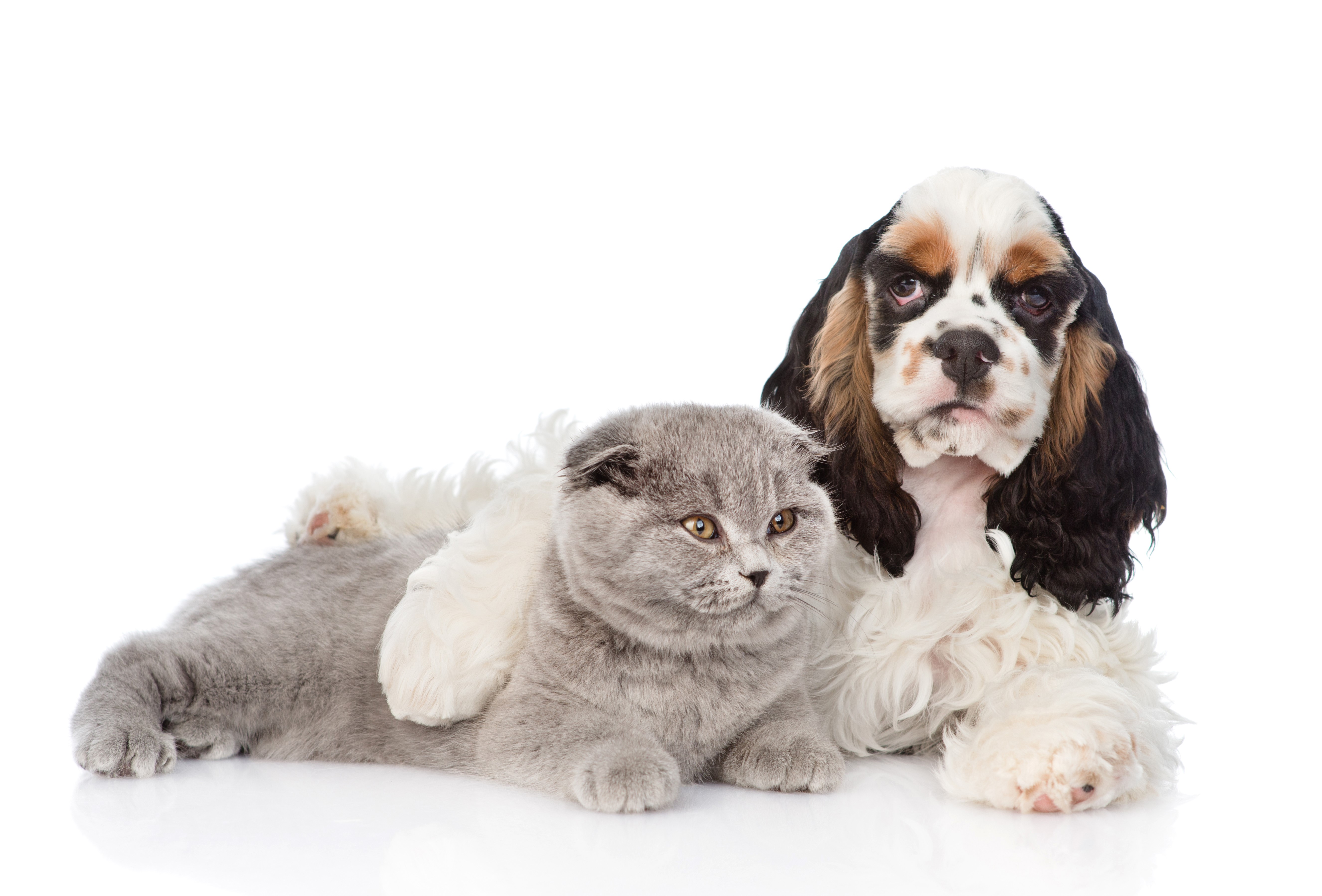 Cocker Spaniel and Scottish Fold Cat on White Background HD Wallpaper