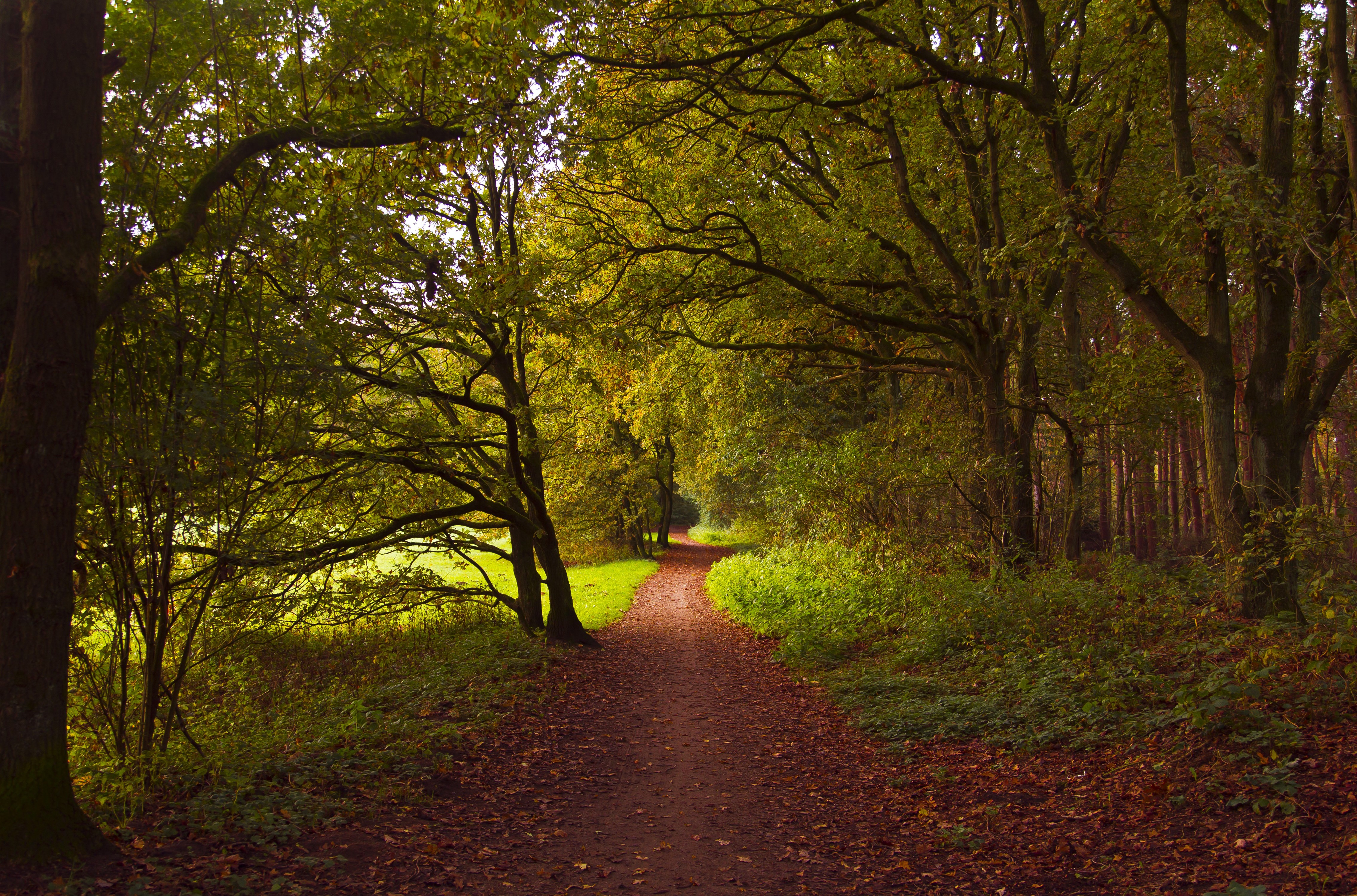 Autumn forest path in Huizen, Netherlands HD Wallpaper