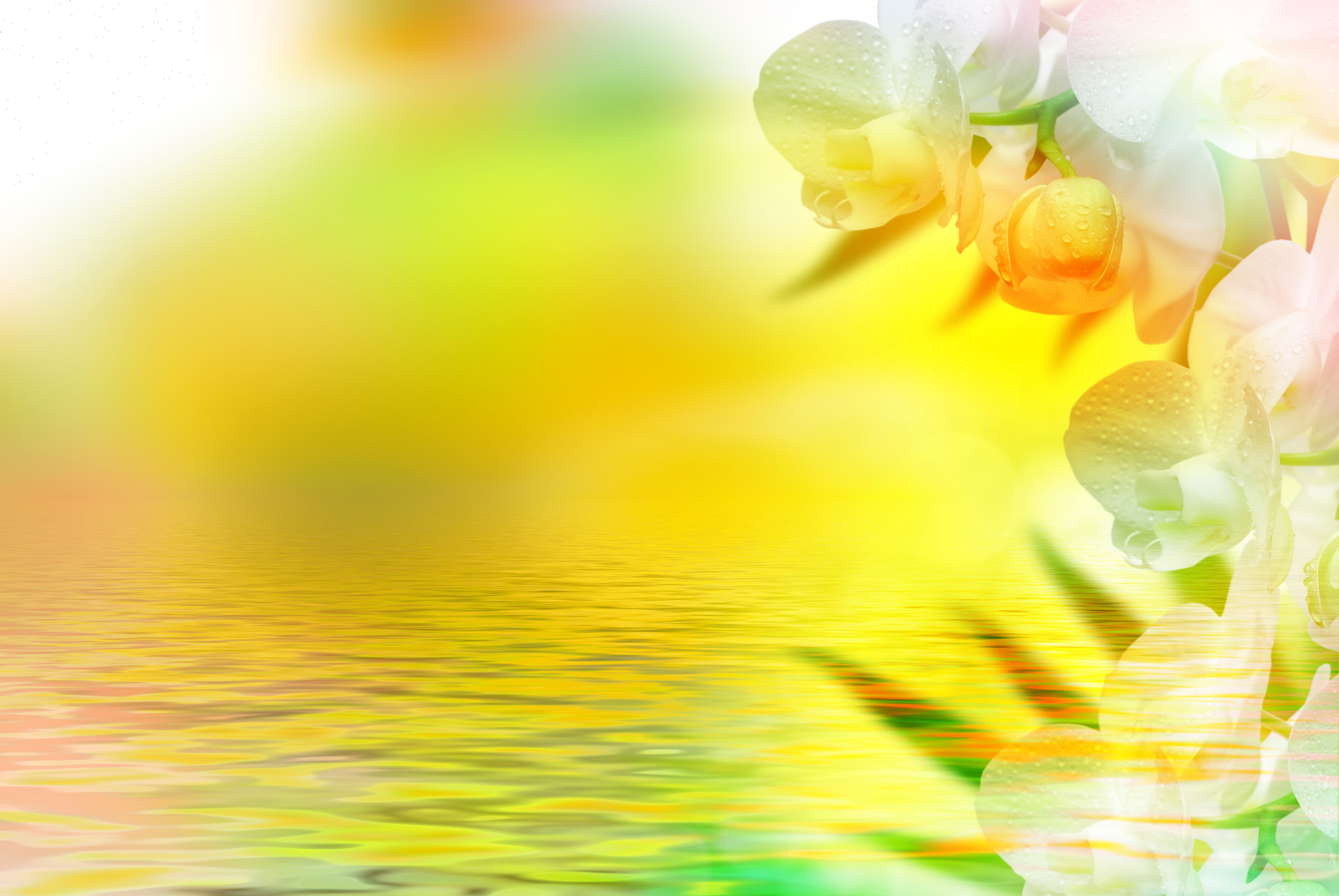 Orchids reflected in water HD Wallpaper
