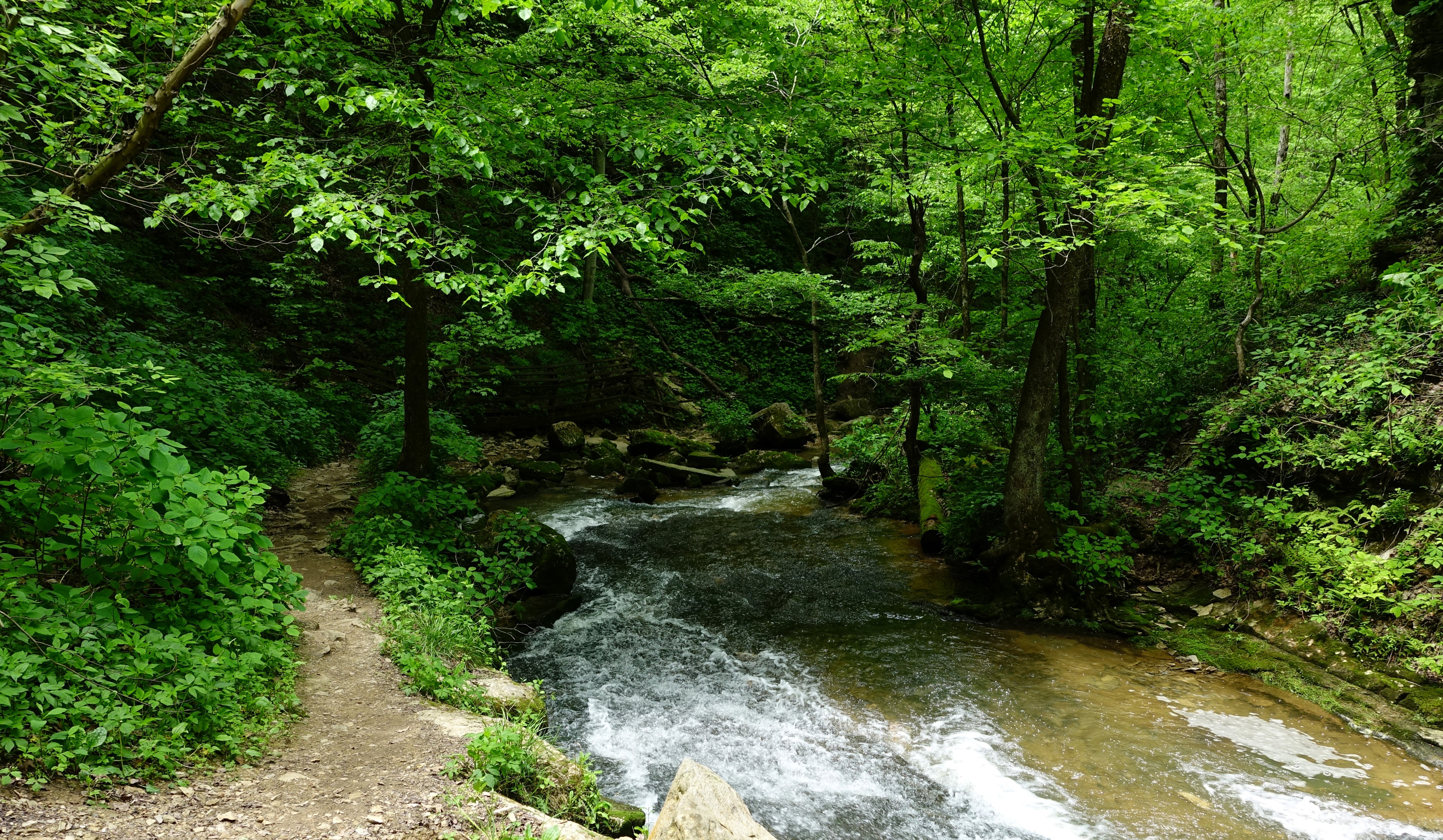 River flowing through a forest at Spring Mill State Park HD Wallpaper