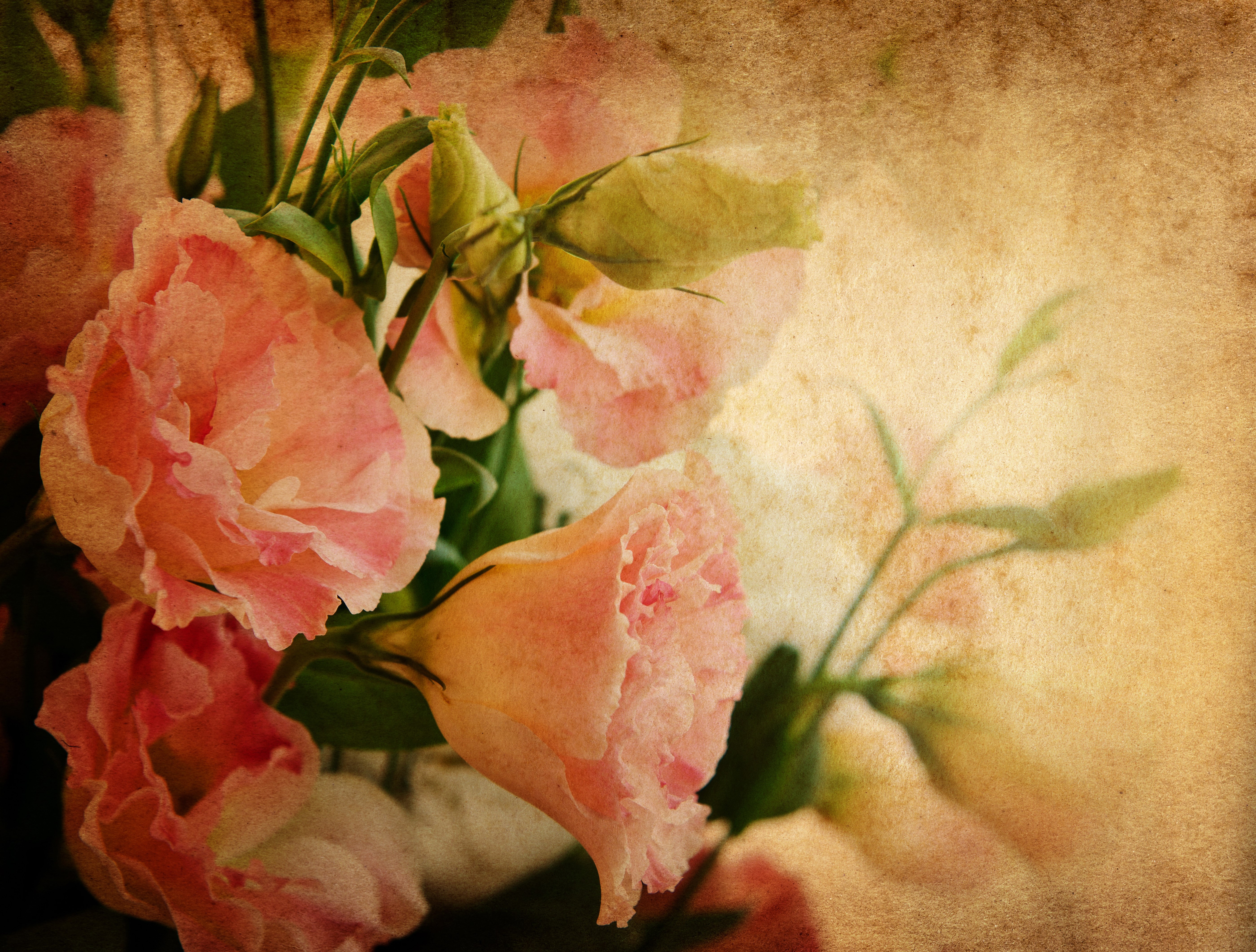 Pink Eustoma Flowers with Buds HD Wallpaper