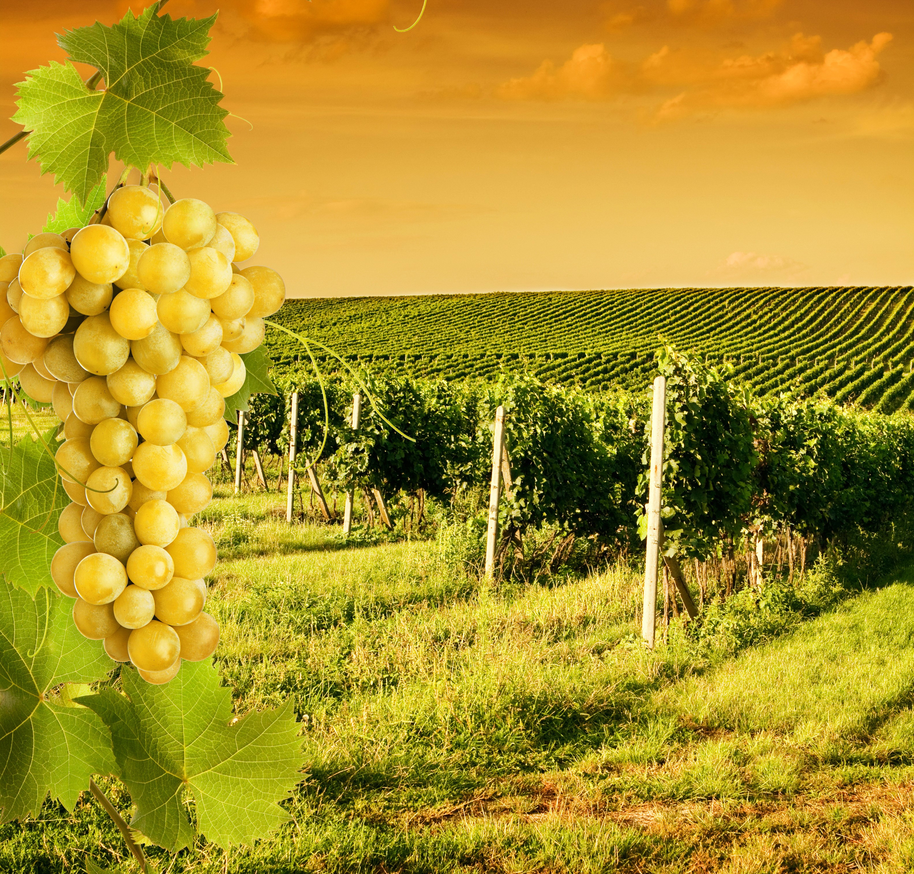 Grapes on a vine in a vineyard at sunset HD Wallpaper