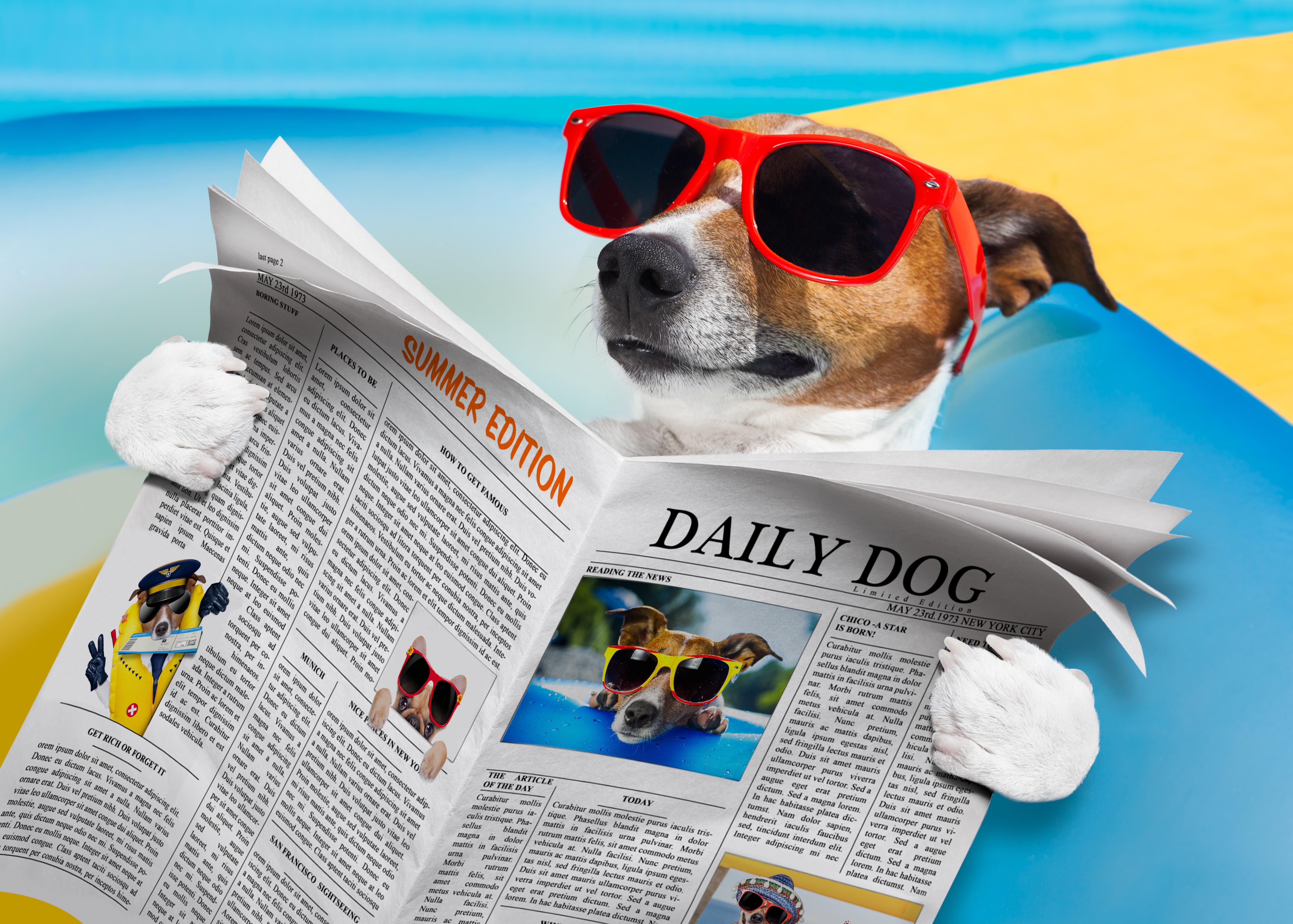 Jack Russell Terrier Reading Newspaper on Beach HD Wallpaper
