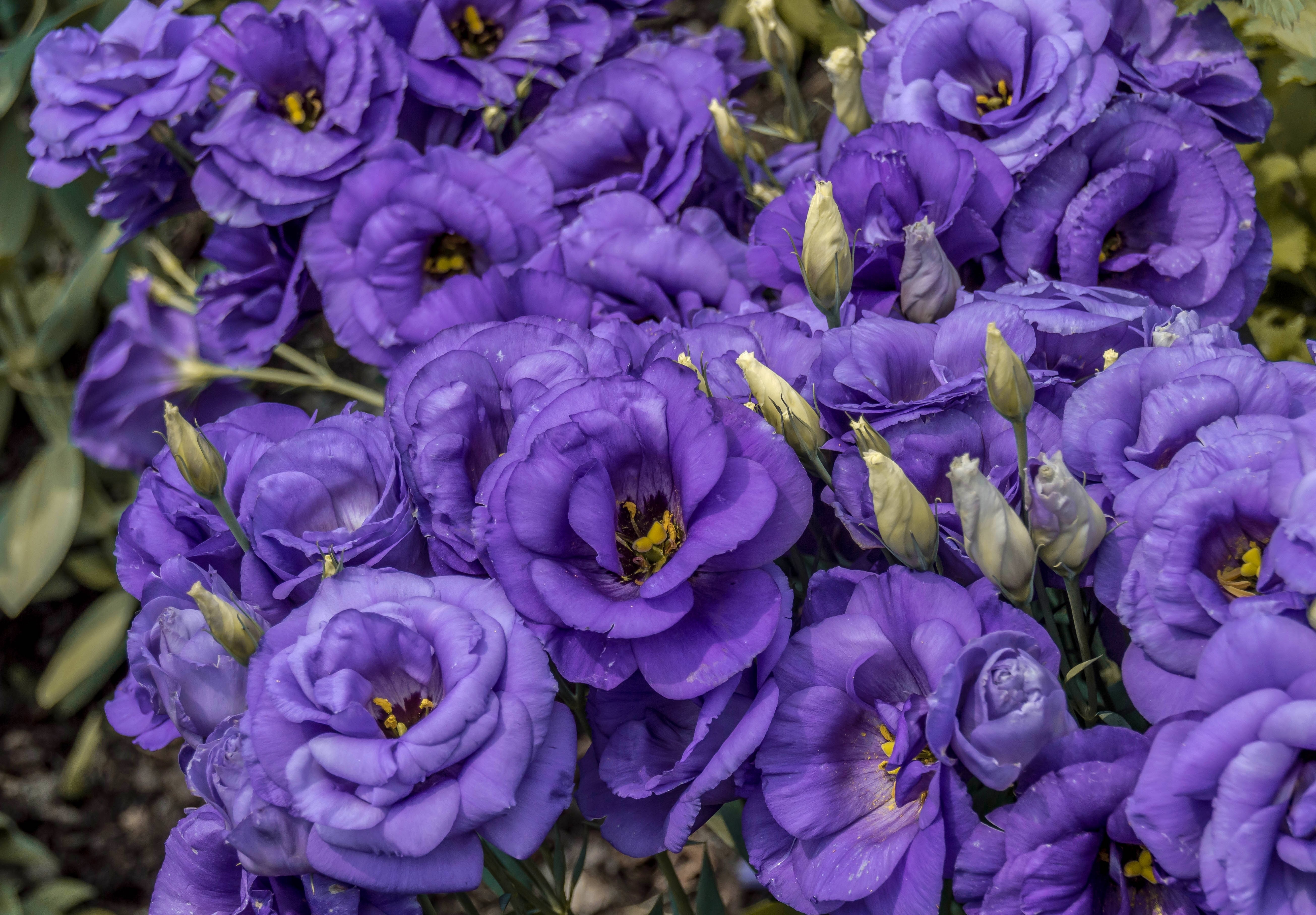 Purple Eustoma flowers HD Wallpaper