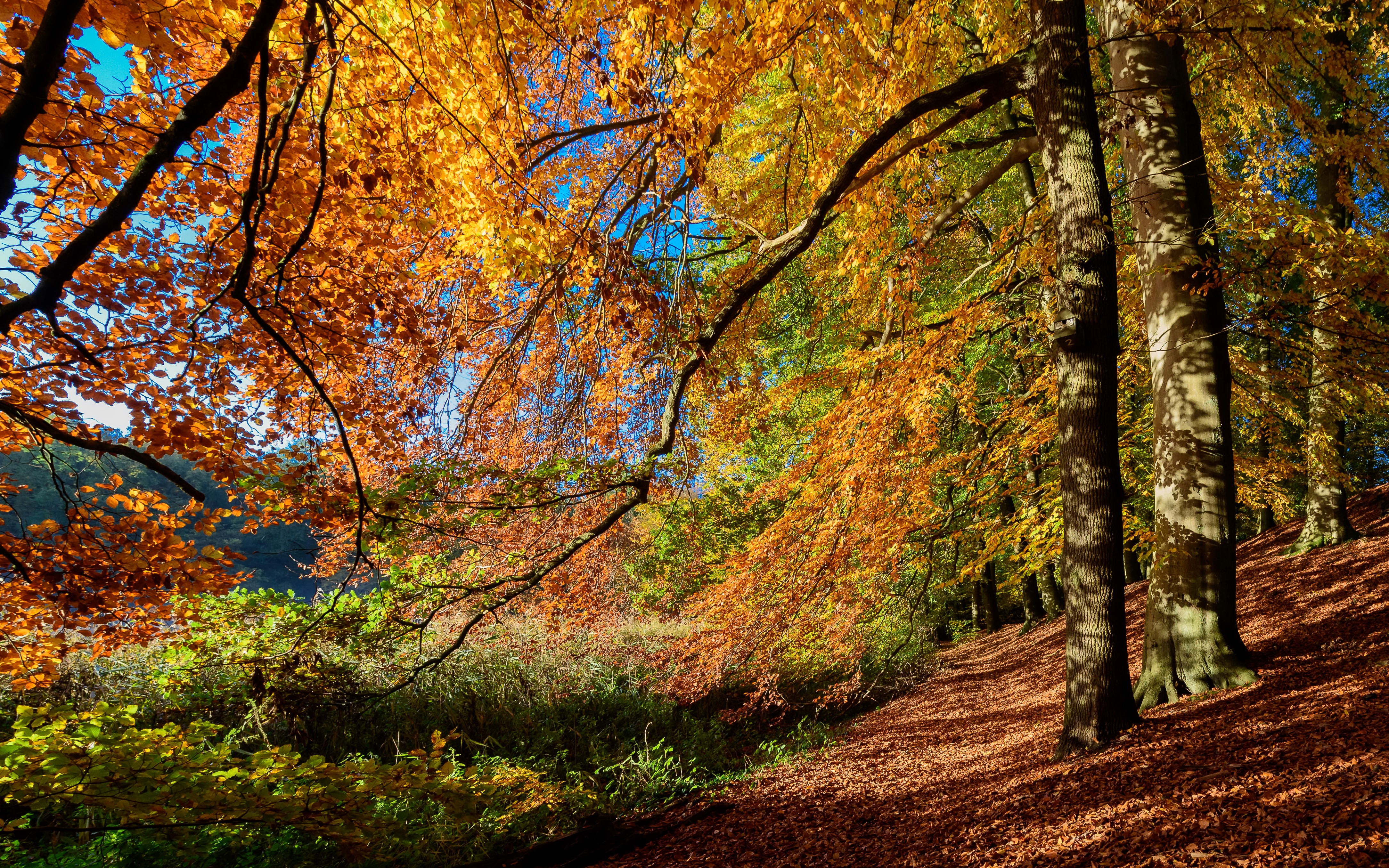 Autumn forest with colorful foliage and trees HD Wallpaper