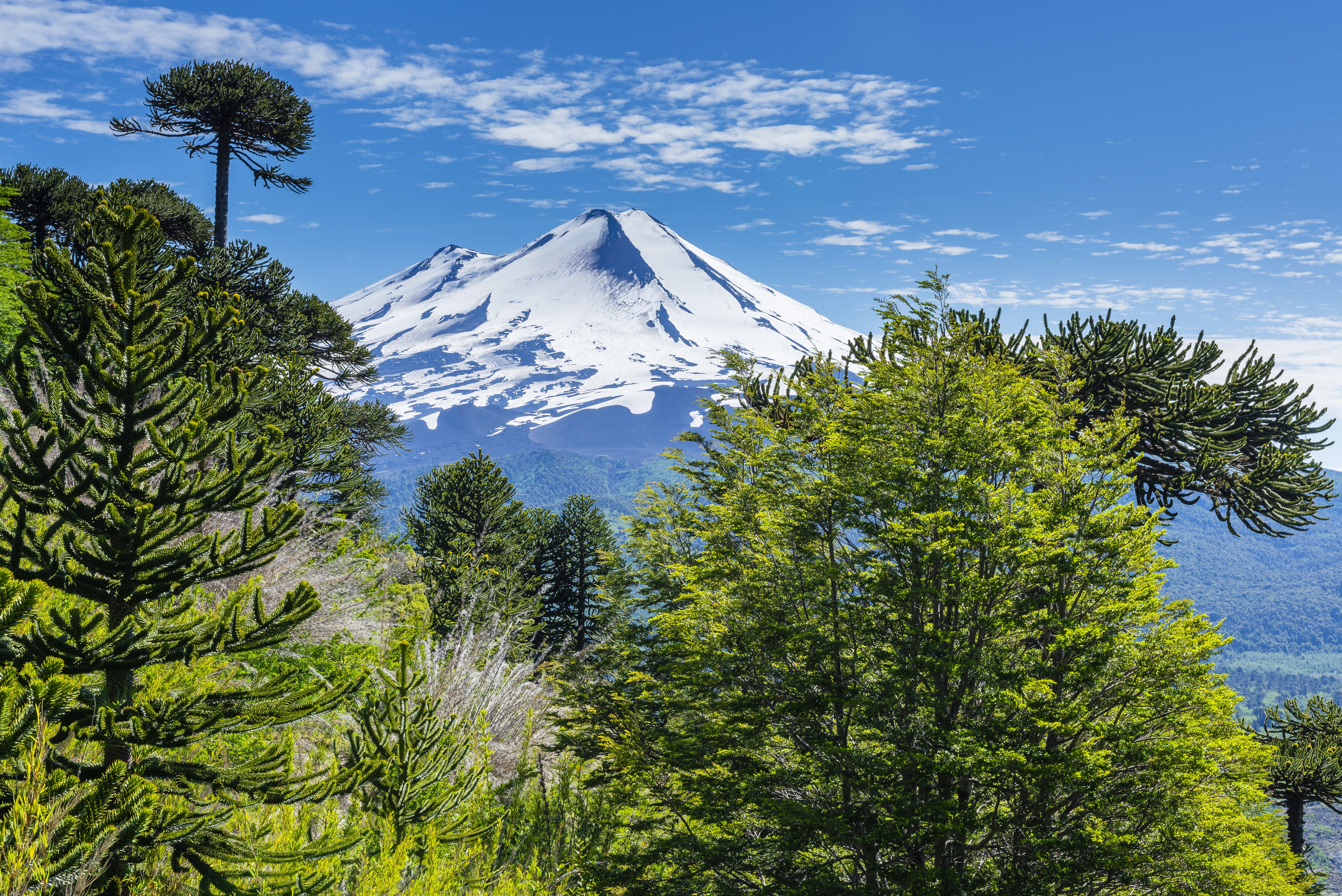 Snow-capped volcano behind Araucaria trees in Conguillio National Park, Chile HD Wallpaper