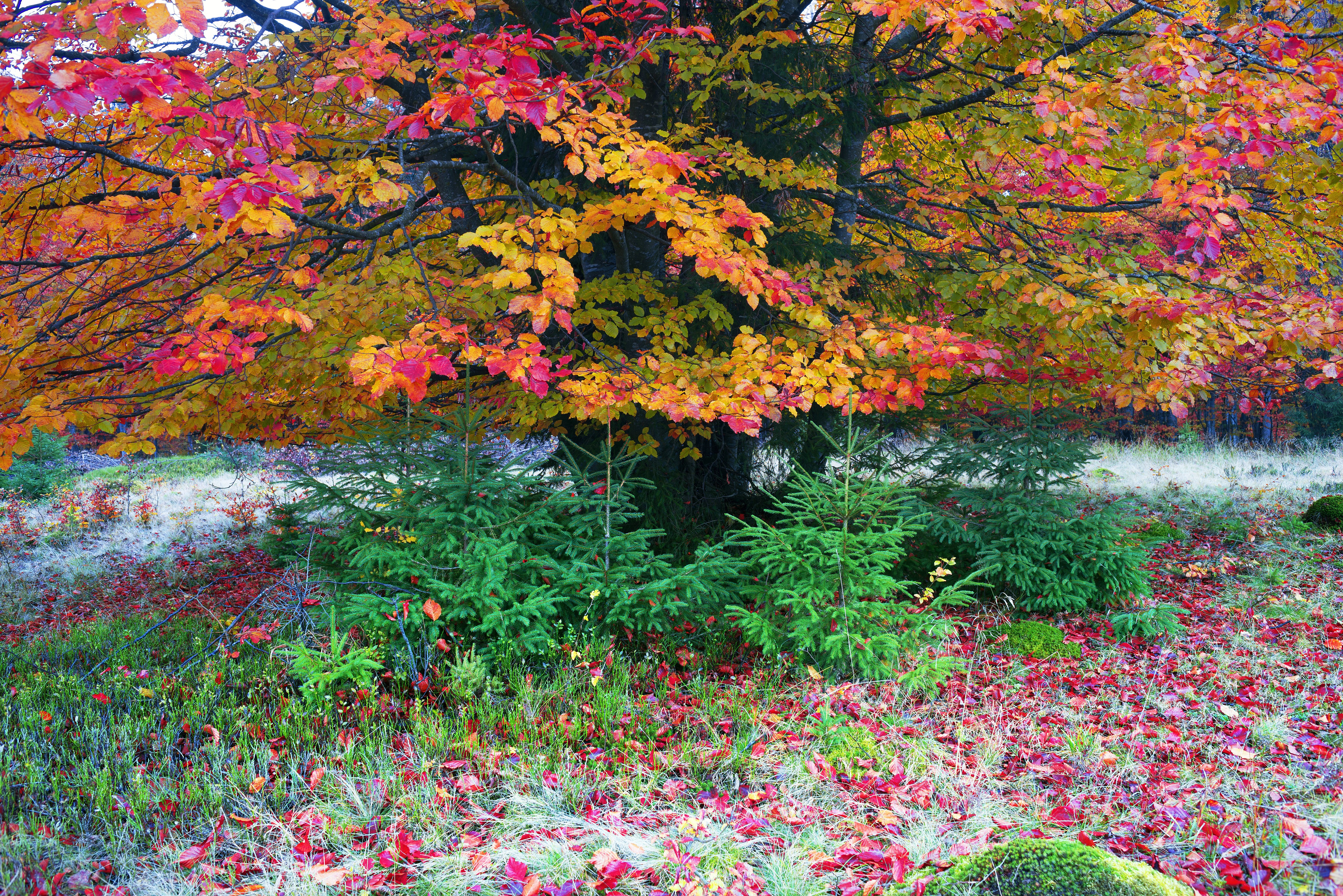 Autumn Foliage in Ukrainian Carpathians HD Wallpaper
