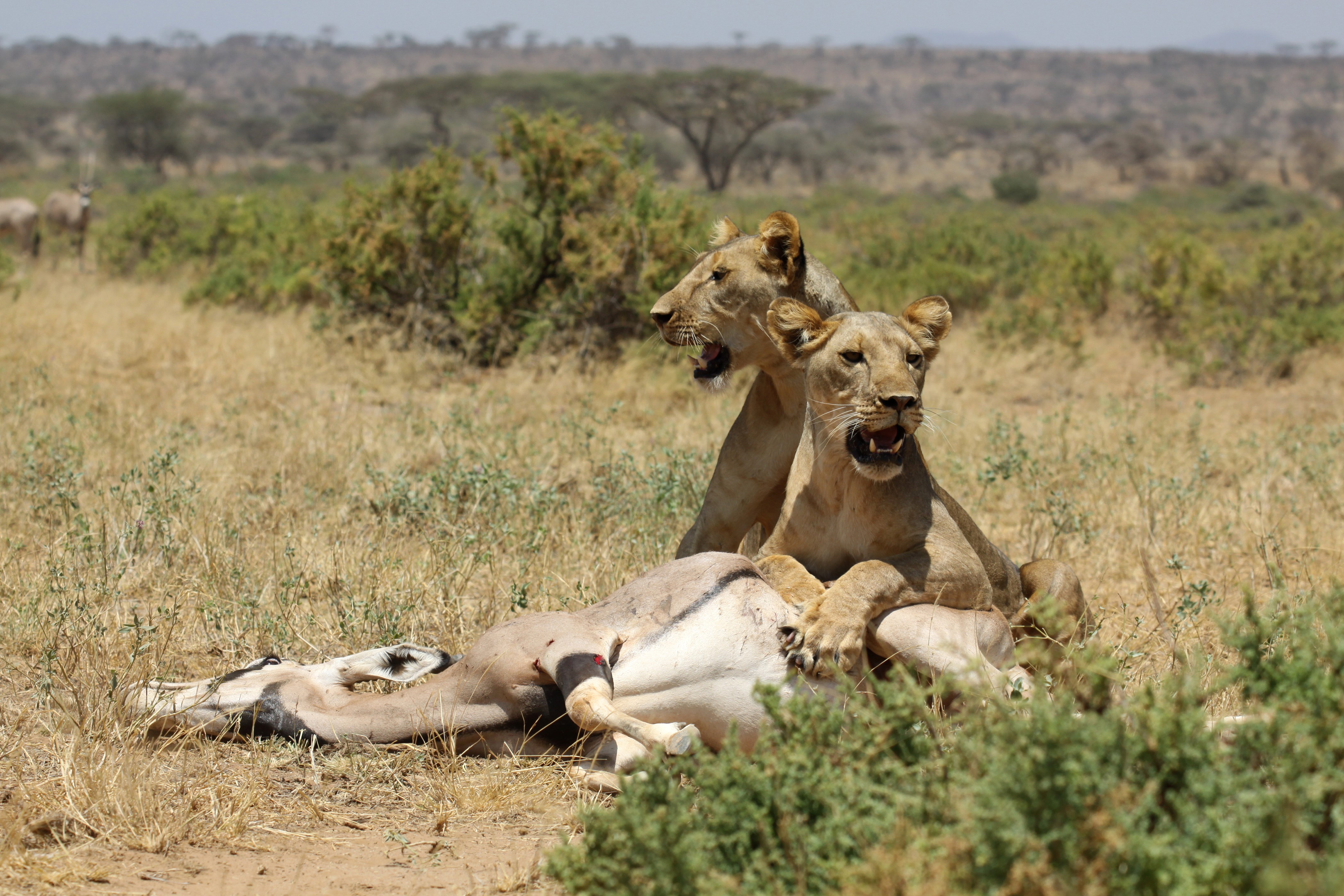 Two lions feeding on a kill in the savanna HD Wallpaper