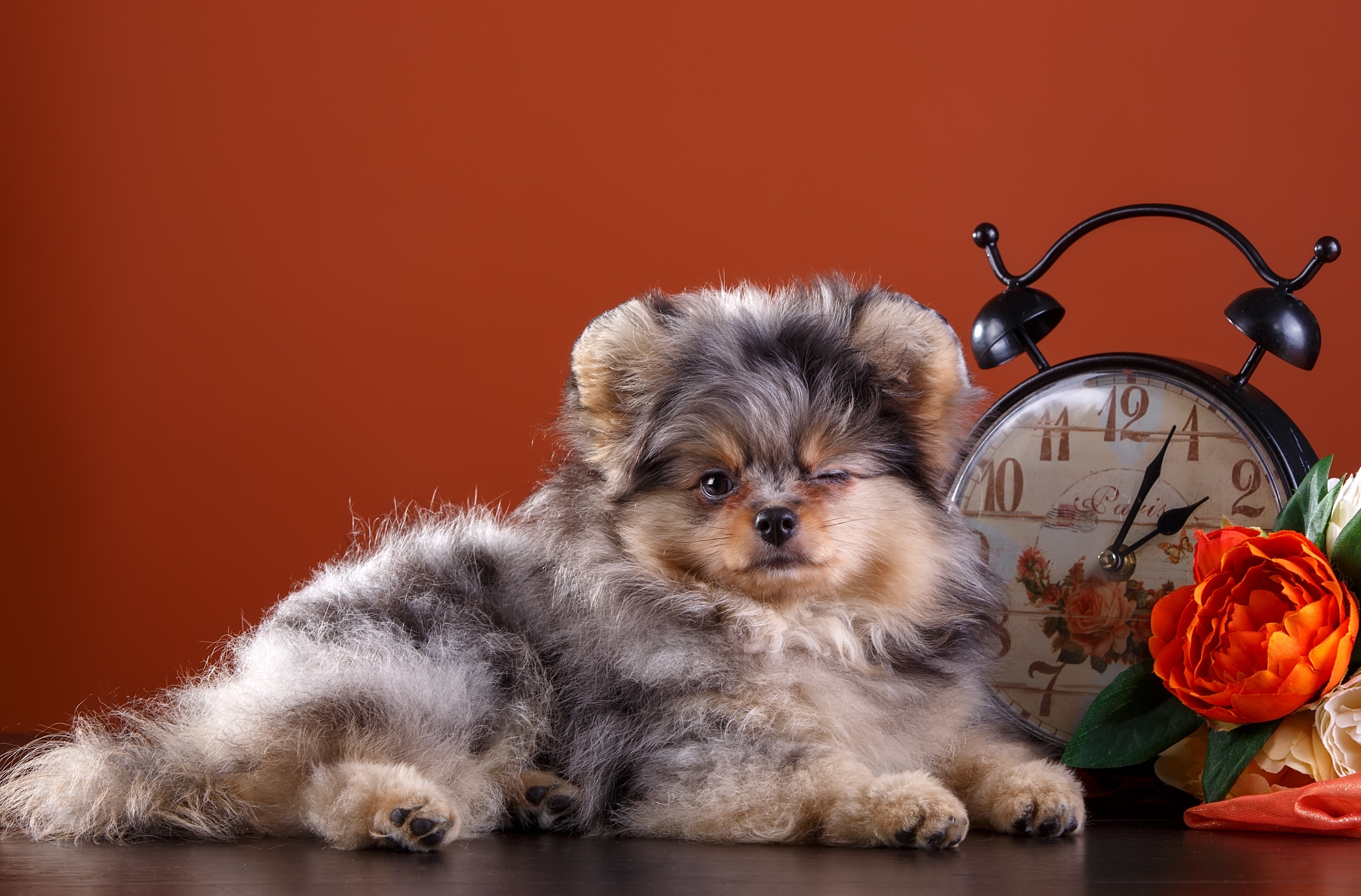 Fluffy Pomeranian puppy with alarm clock and flowers HD Wallpaper