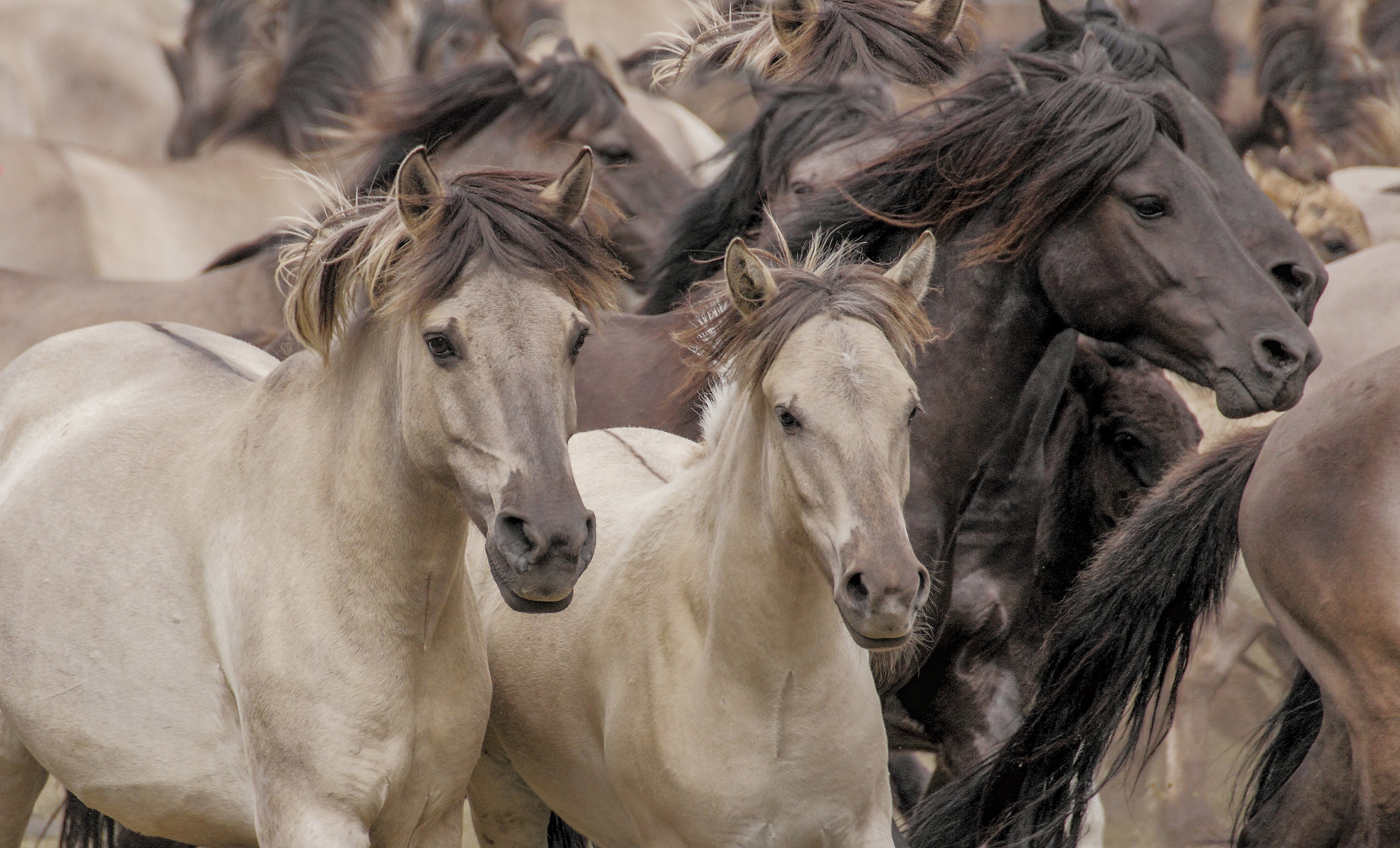 Herd of wild horses in a field HD Wallpaper