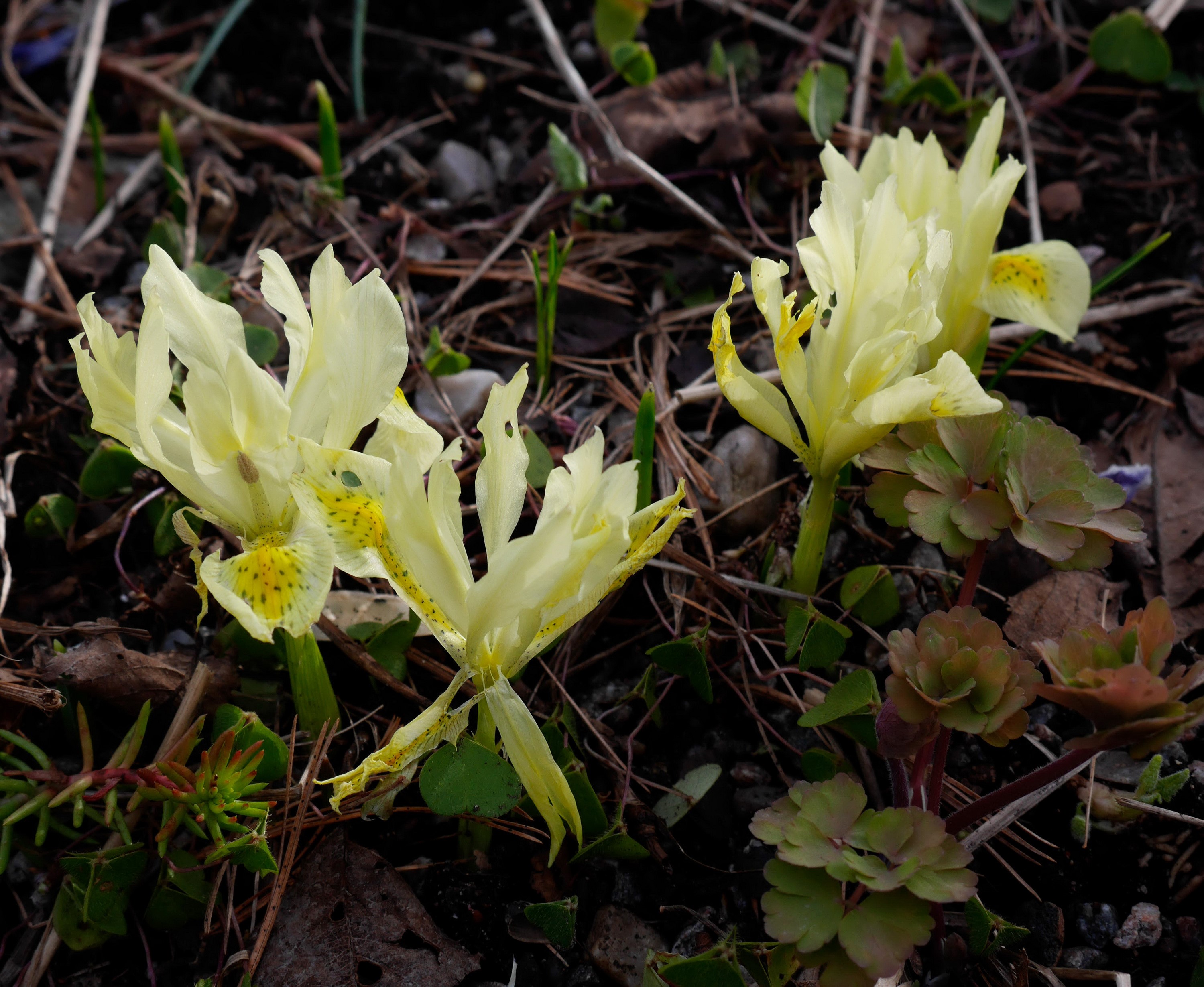 Yellow Irises Blooming in Soil HD Wallpaper
