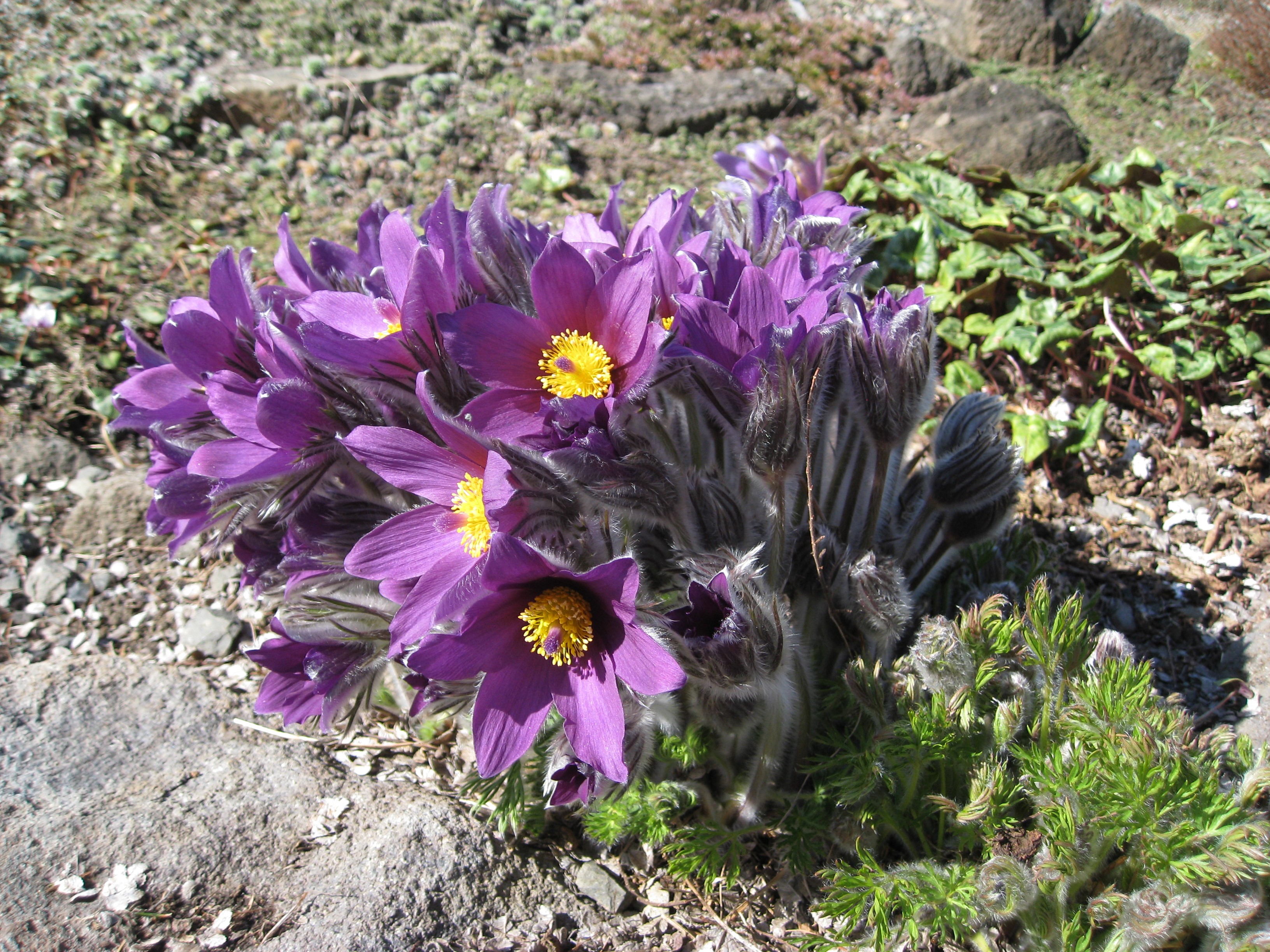 Purple Pulsatilla flowers with yellow centers HD Wallpaper