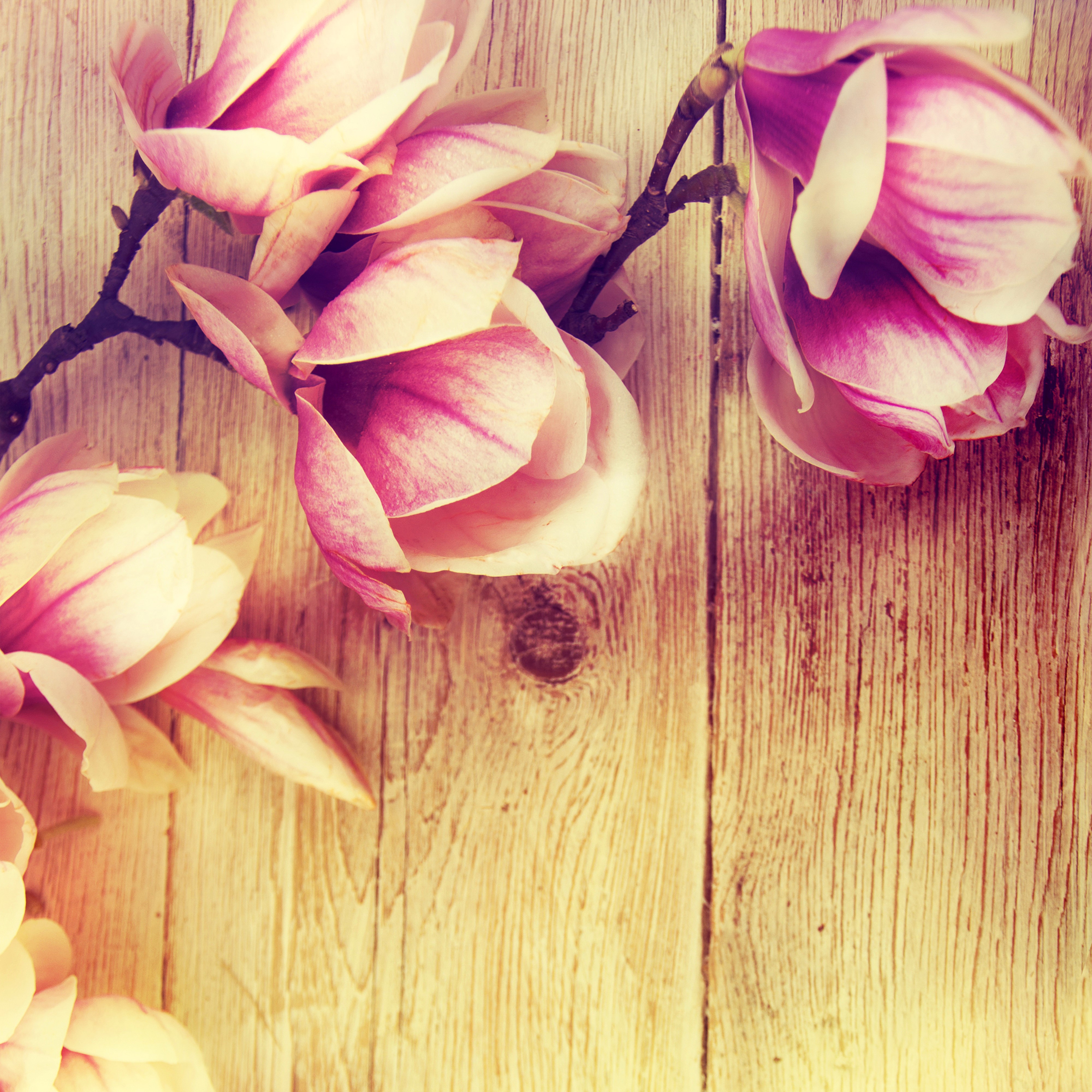 Magnolia flowers on wood planks HD Wallpaper