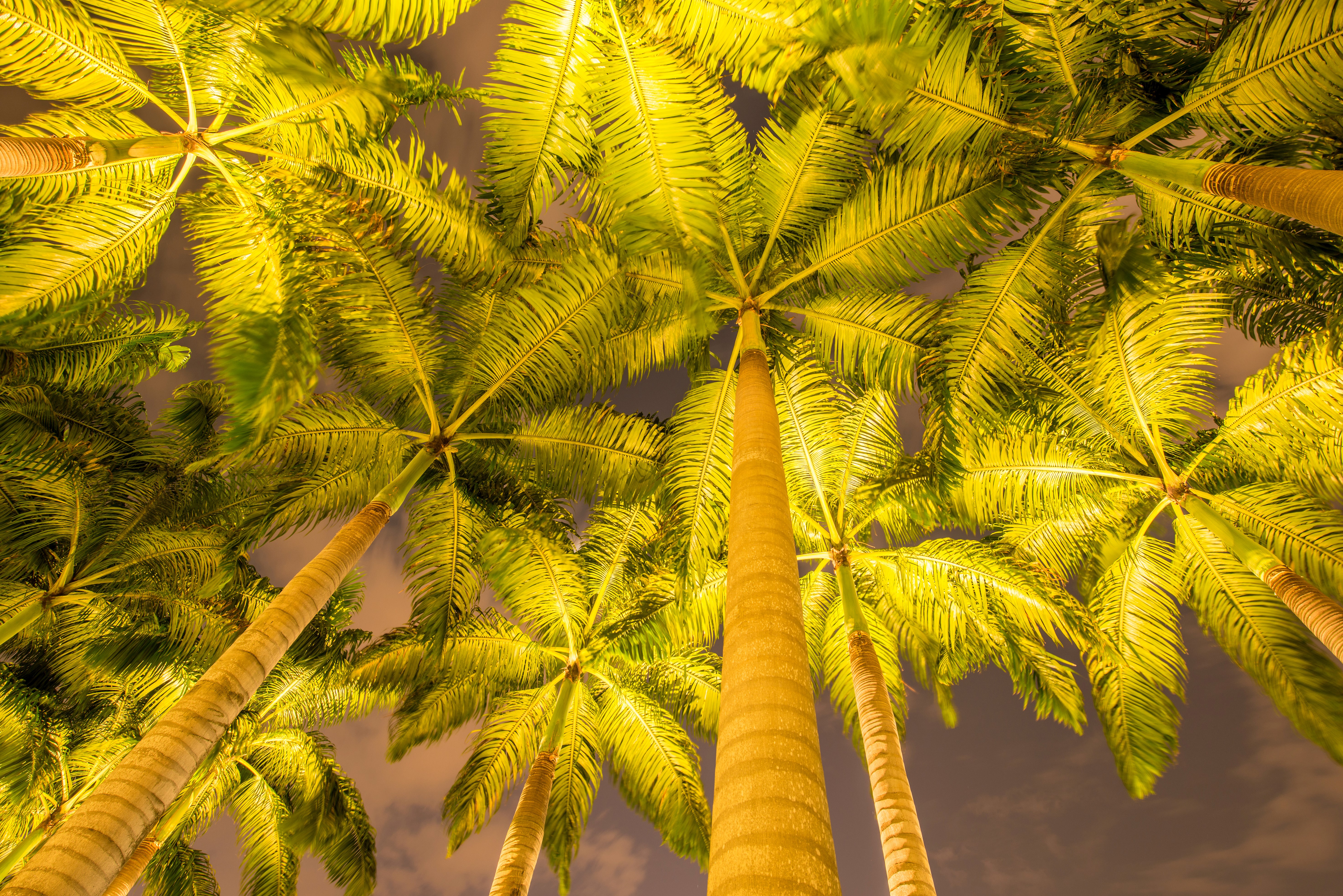 Palm Trees at Night HD Wallpaper