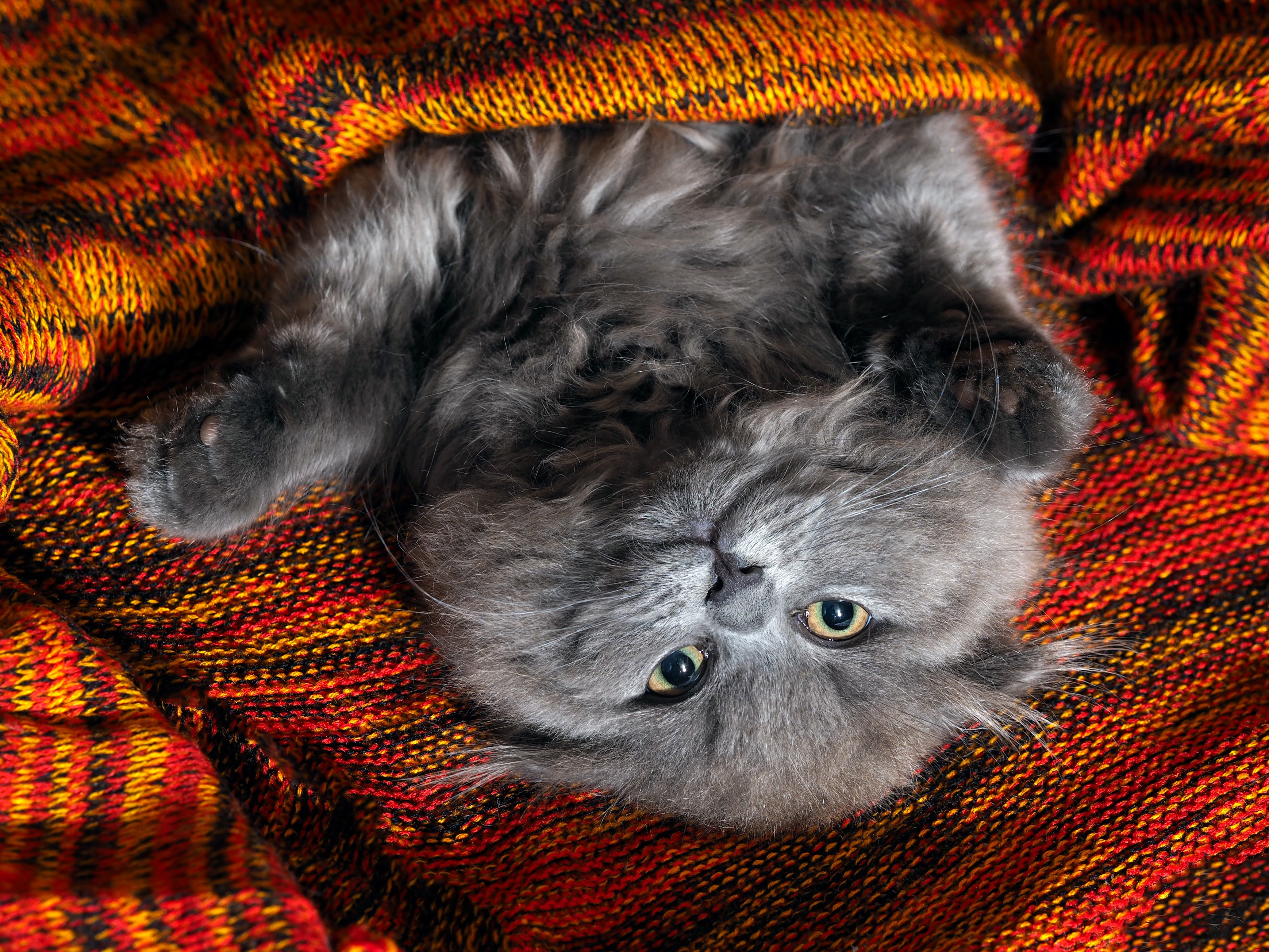 Gray kitten peeking from a blanket HD Wallpaper