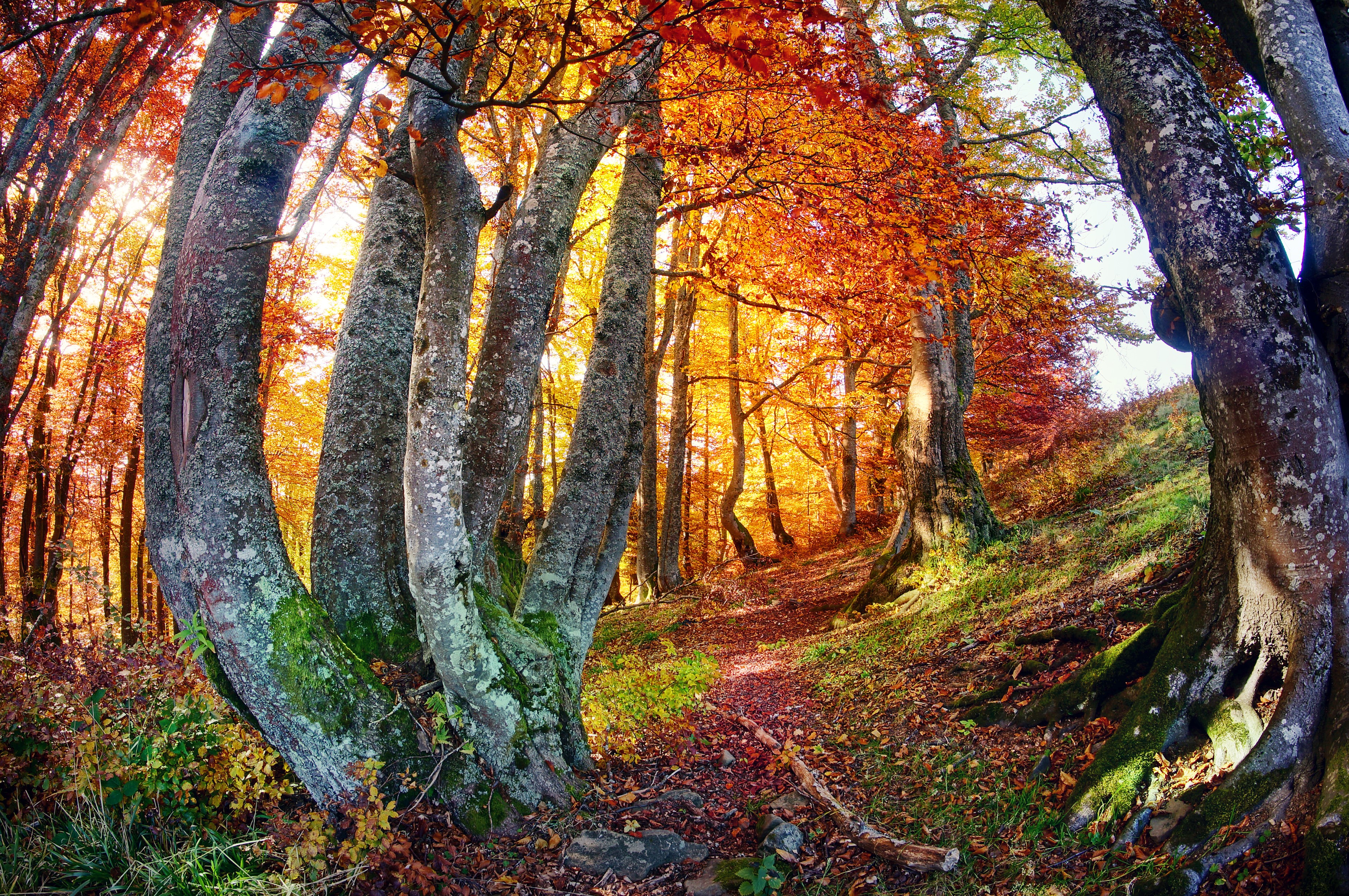 Autumn forest with colorful trees and a path HD Wallpaper