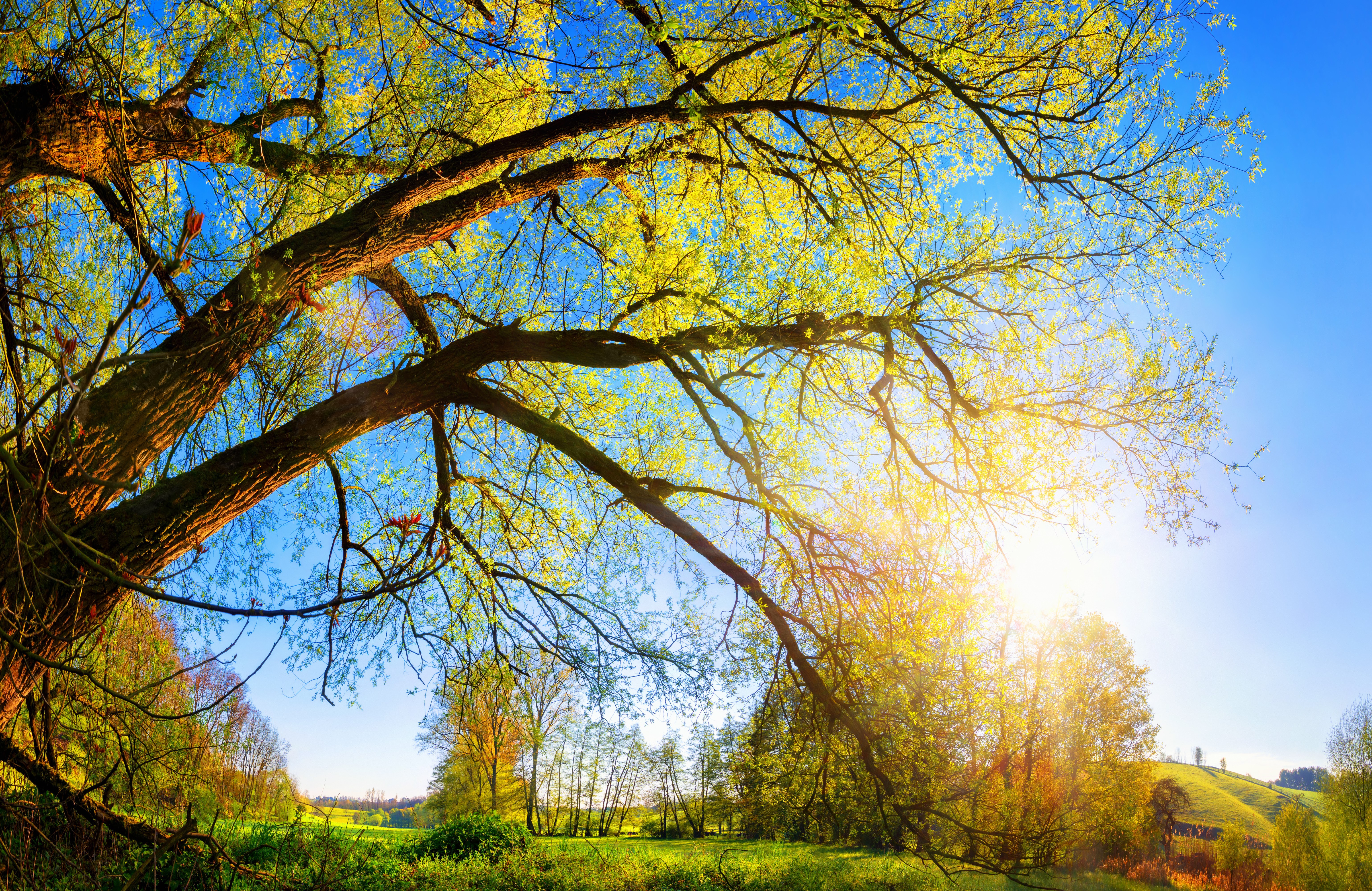 Tree branches against a bright blue sky with sun HD Wallpaper