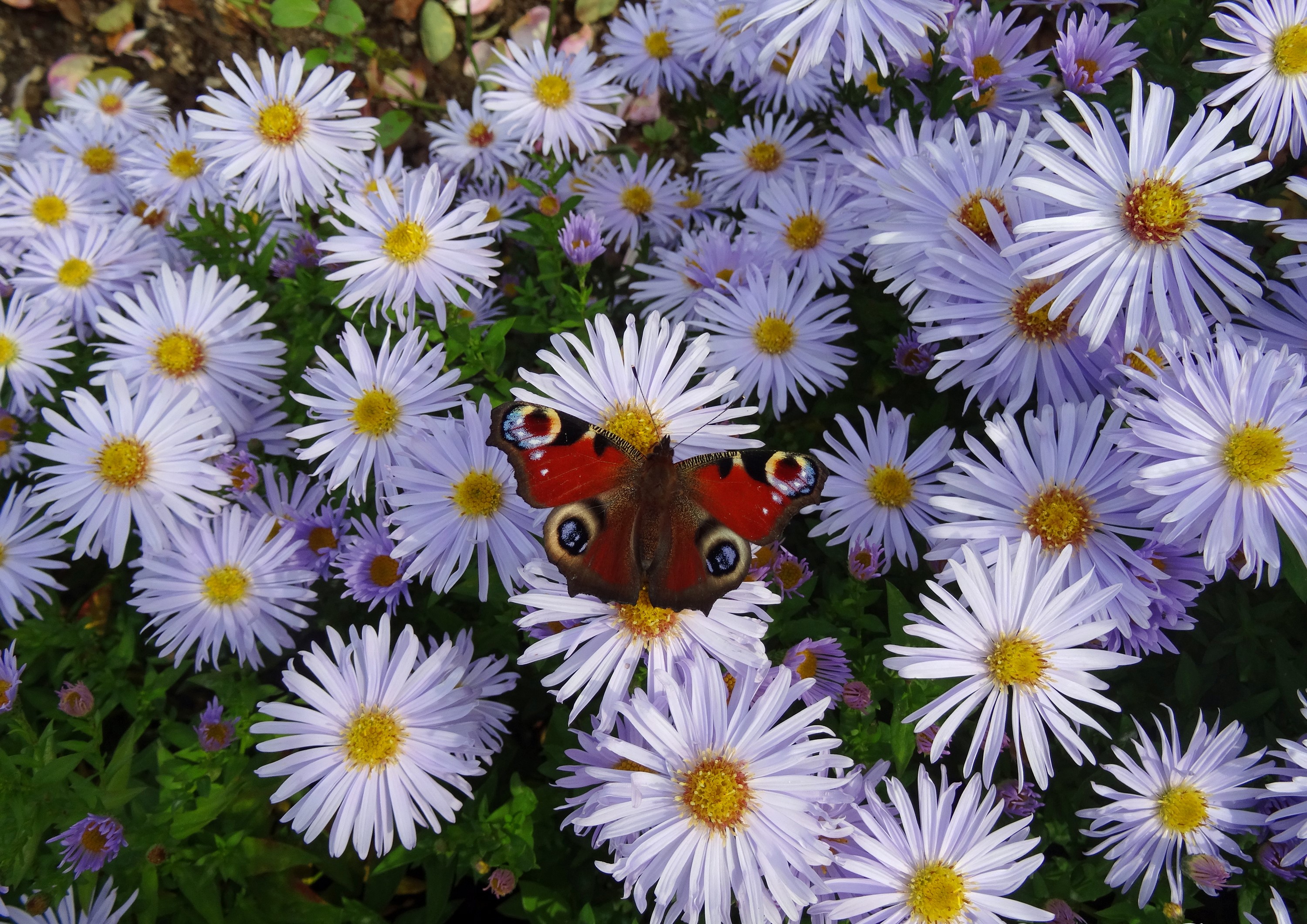 Peacock butterfly on purple asters HD Wallpaper