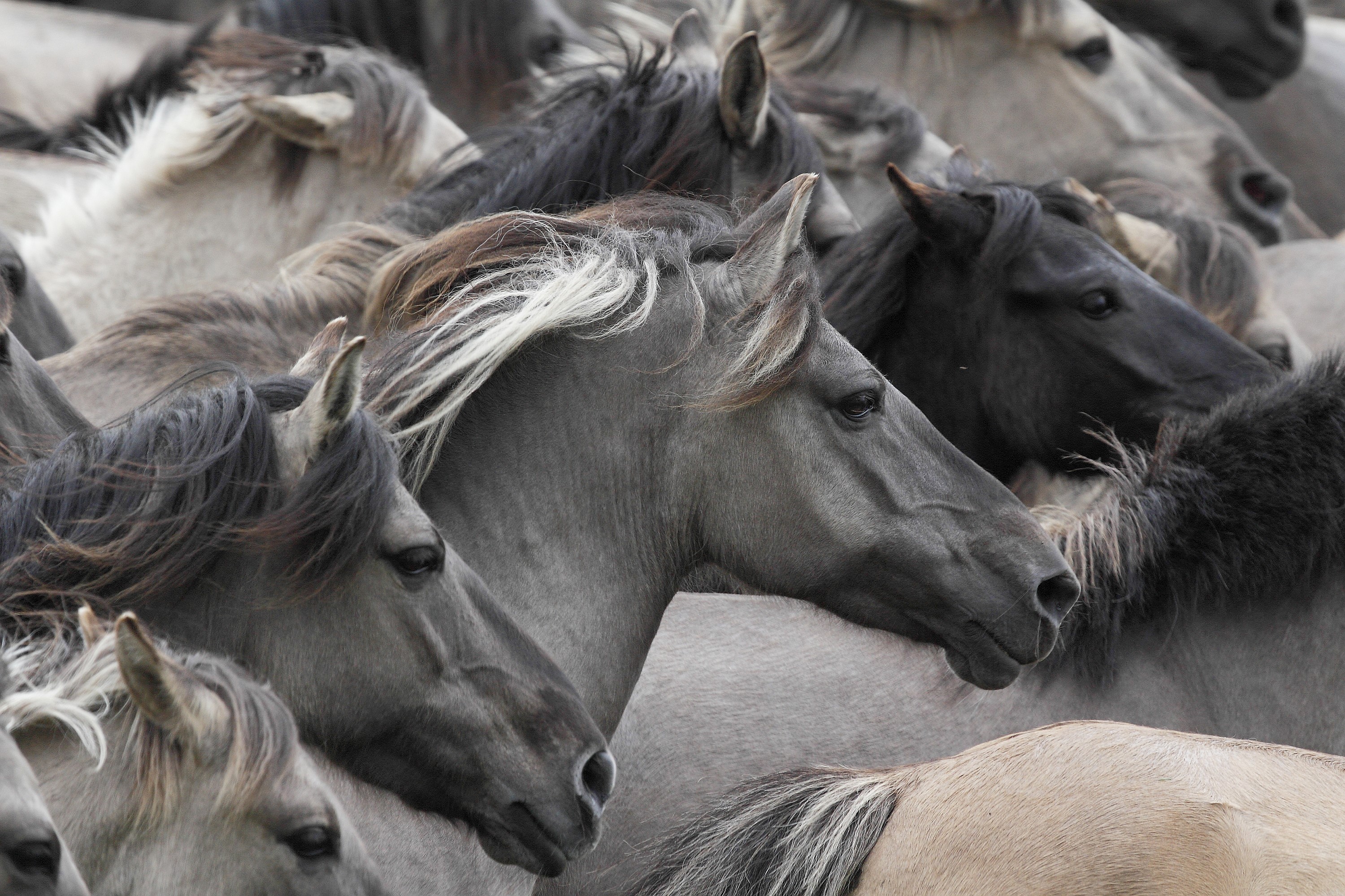 A herd of wild horses in close proximity HD Wallpaper