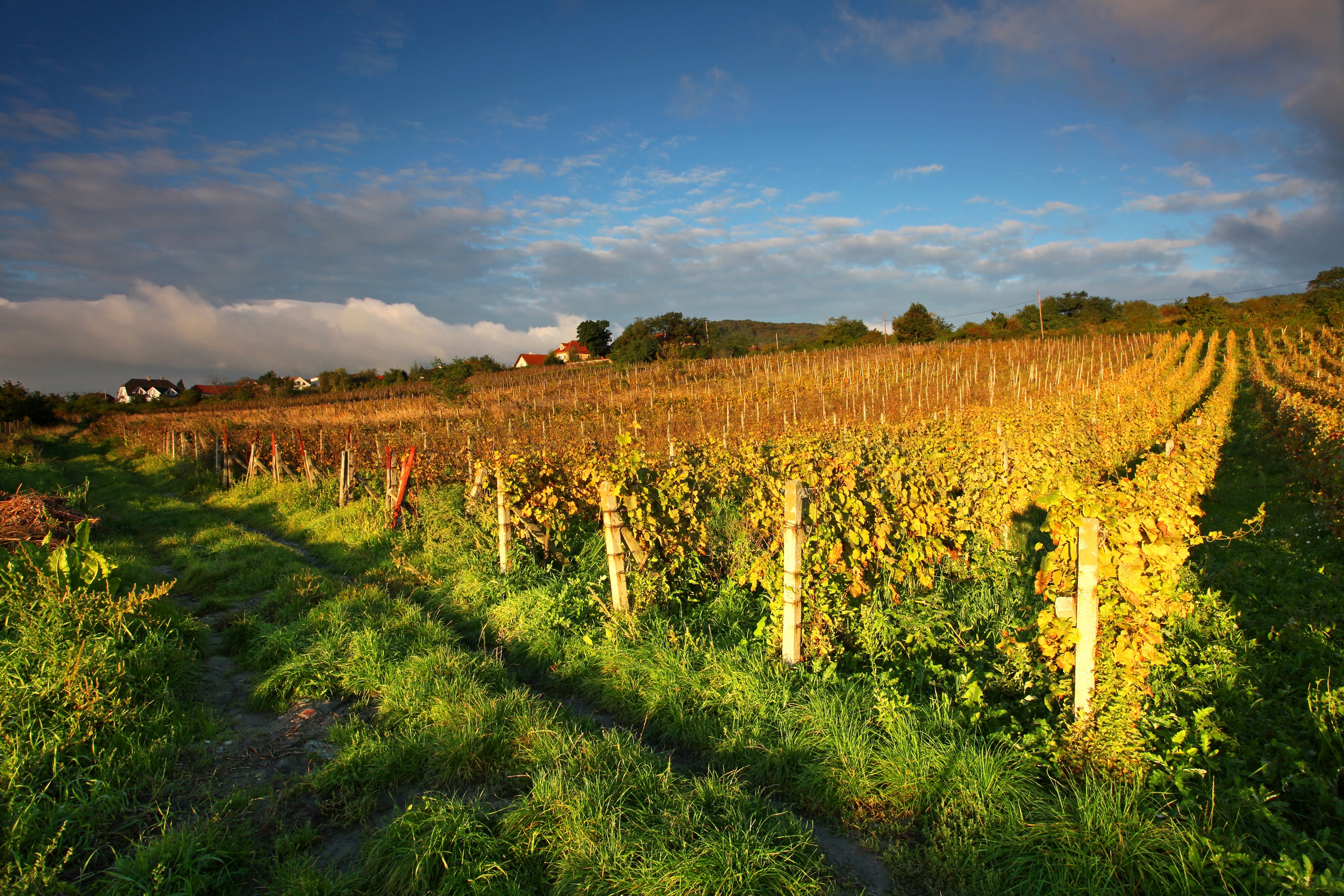 Vineyards in Australia under a cloudy sky HD Wallpaper