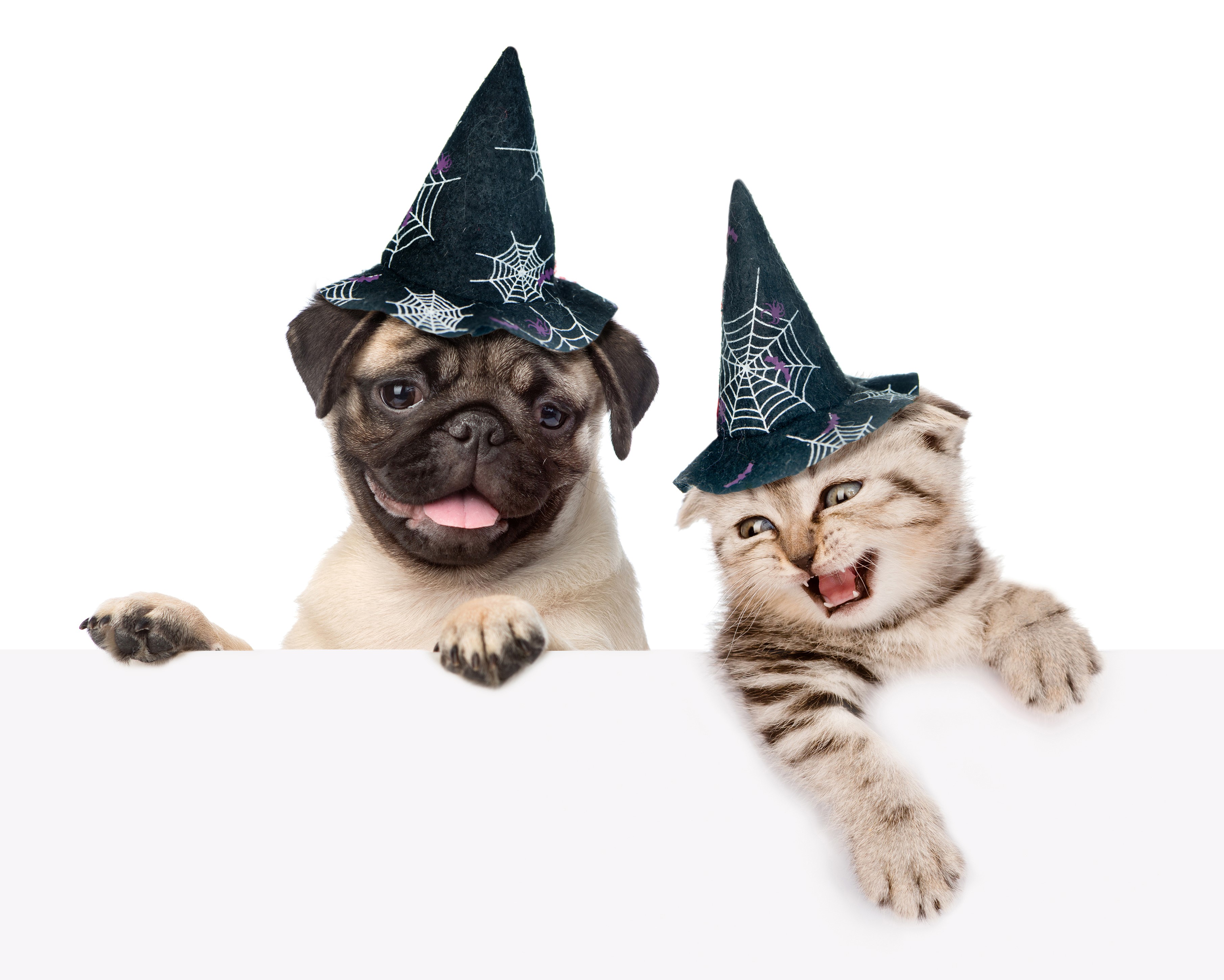 Pug and kitten wearing Halloween witch hats HD Wallpaper