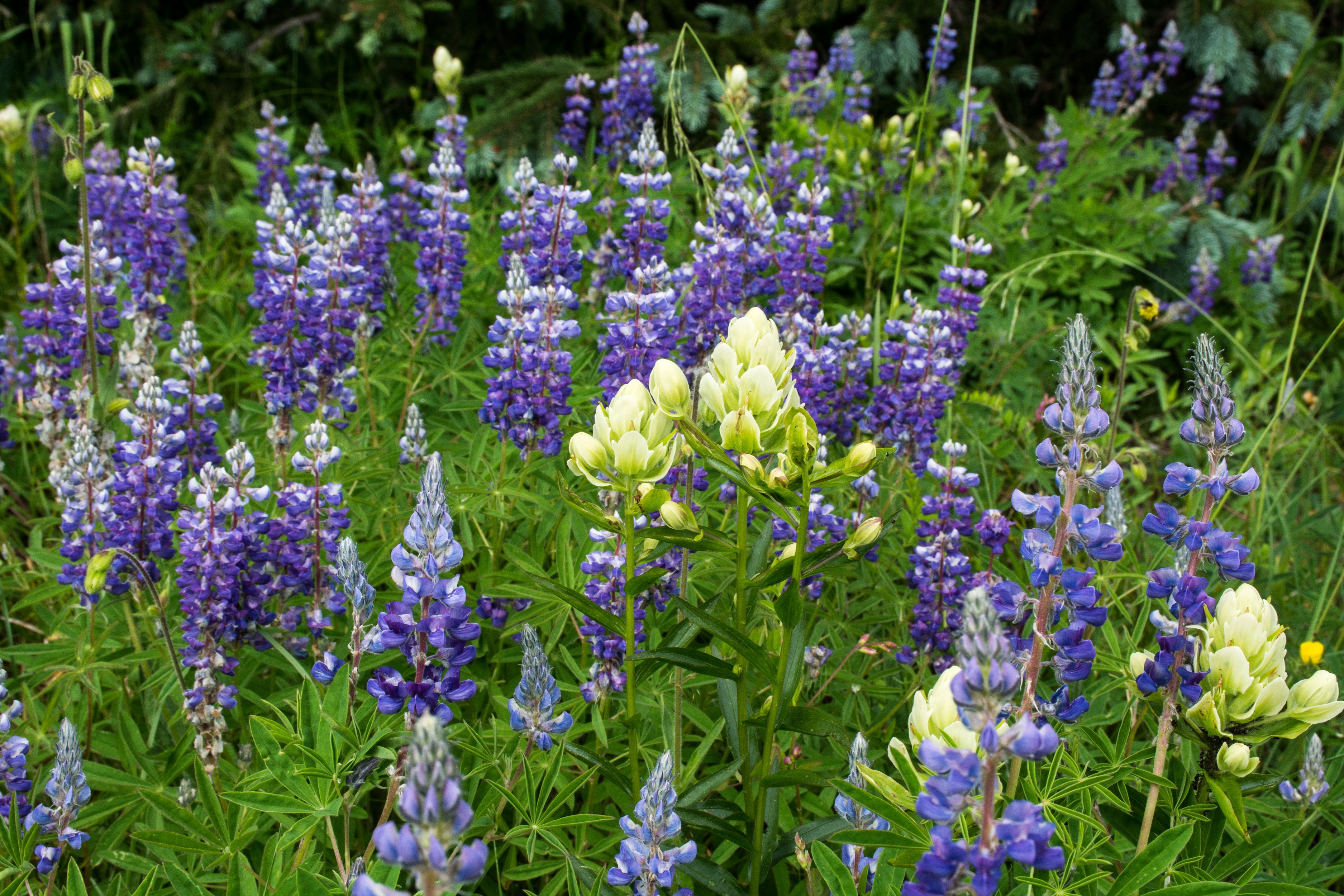 Field of purple and white lupine flowers HD Wallpaper