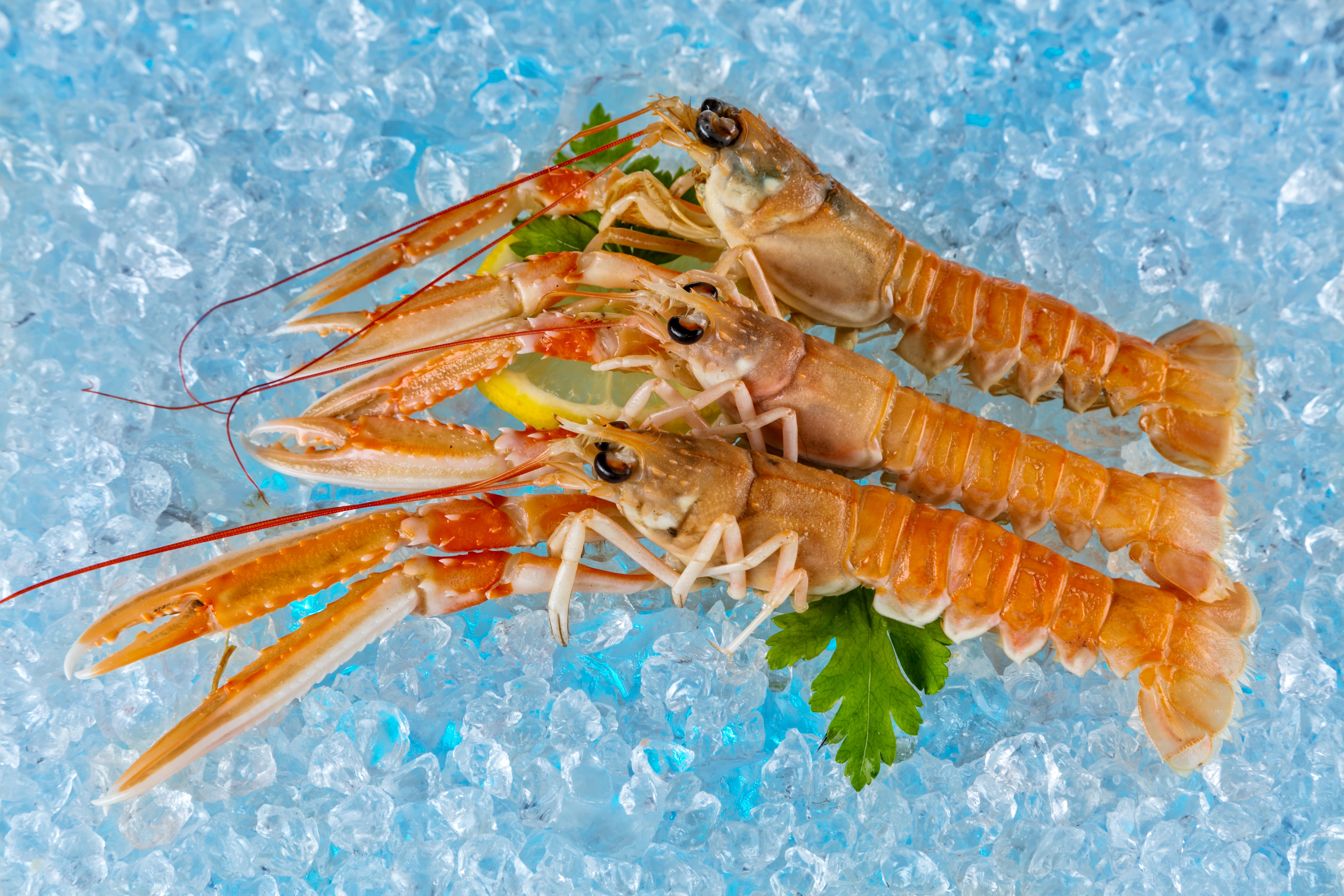 Three langoustines on ice with lemon and parsley HD Wallpaper