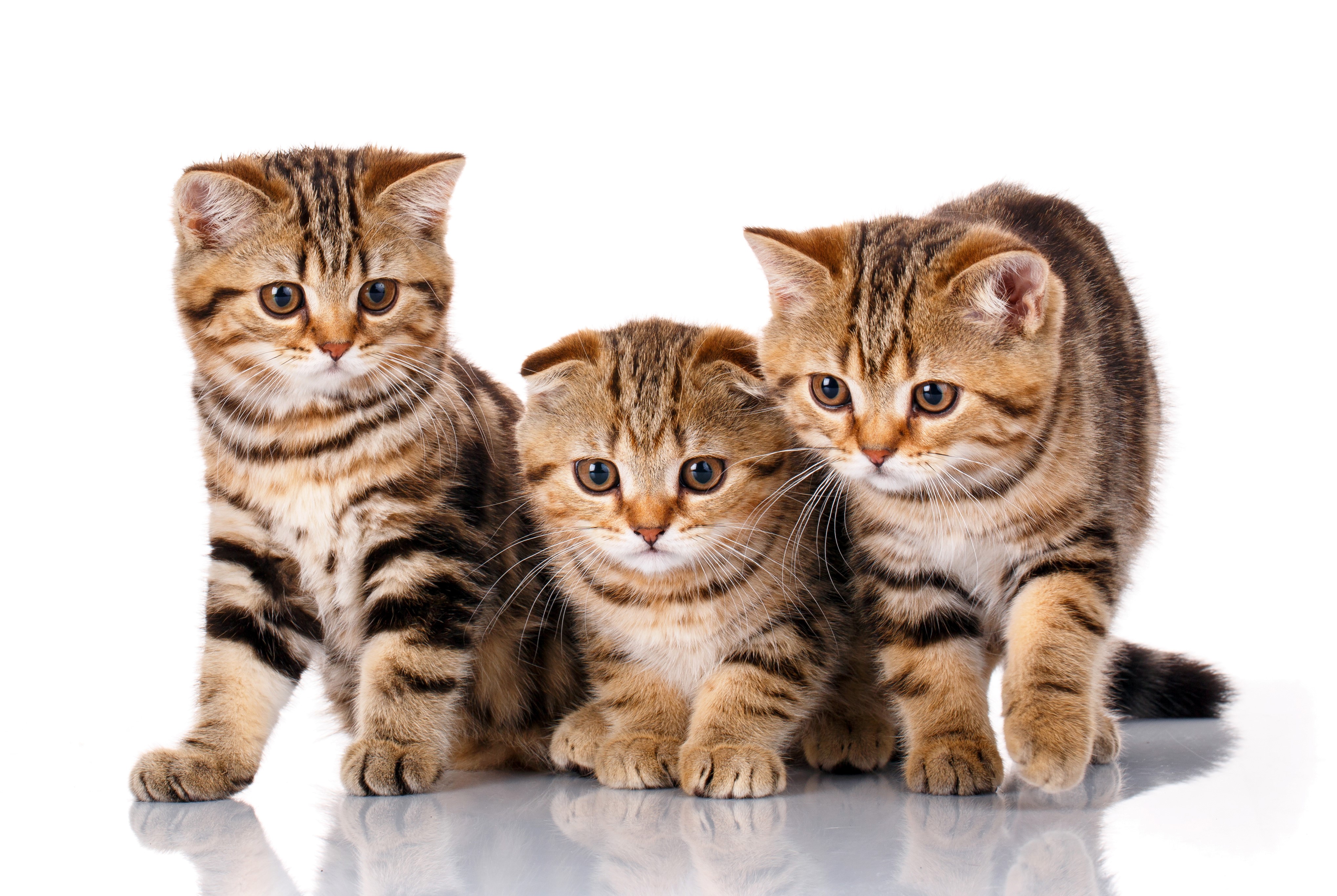 Three Scottish Fold Kittens on White Background HD Wallpaper