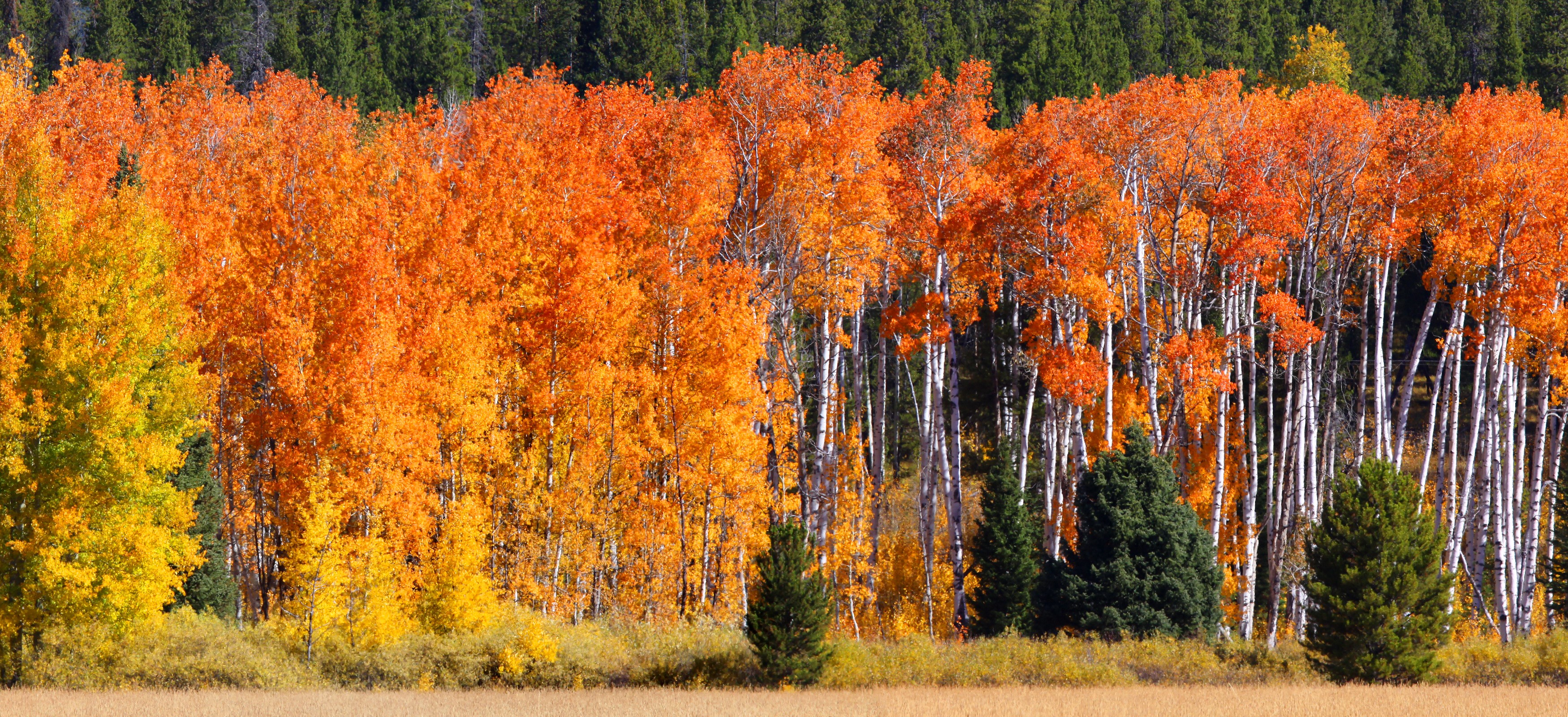 Autumn forest with orange and yellow trees HD Wallpaper