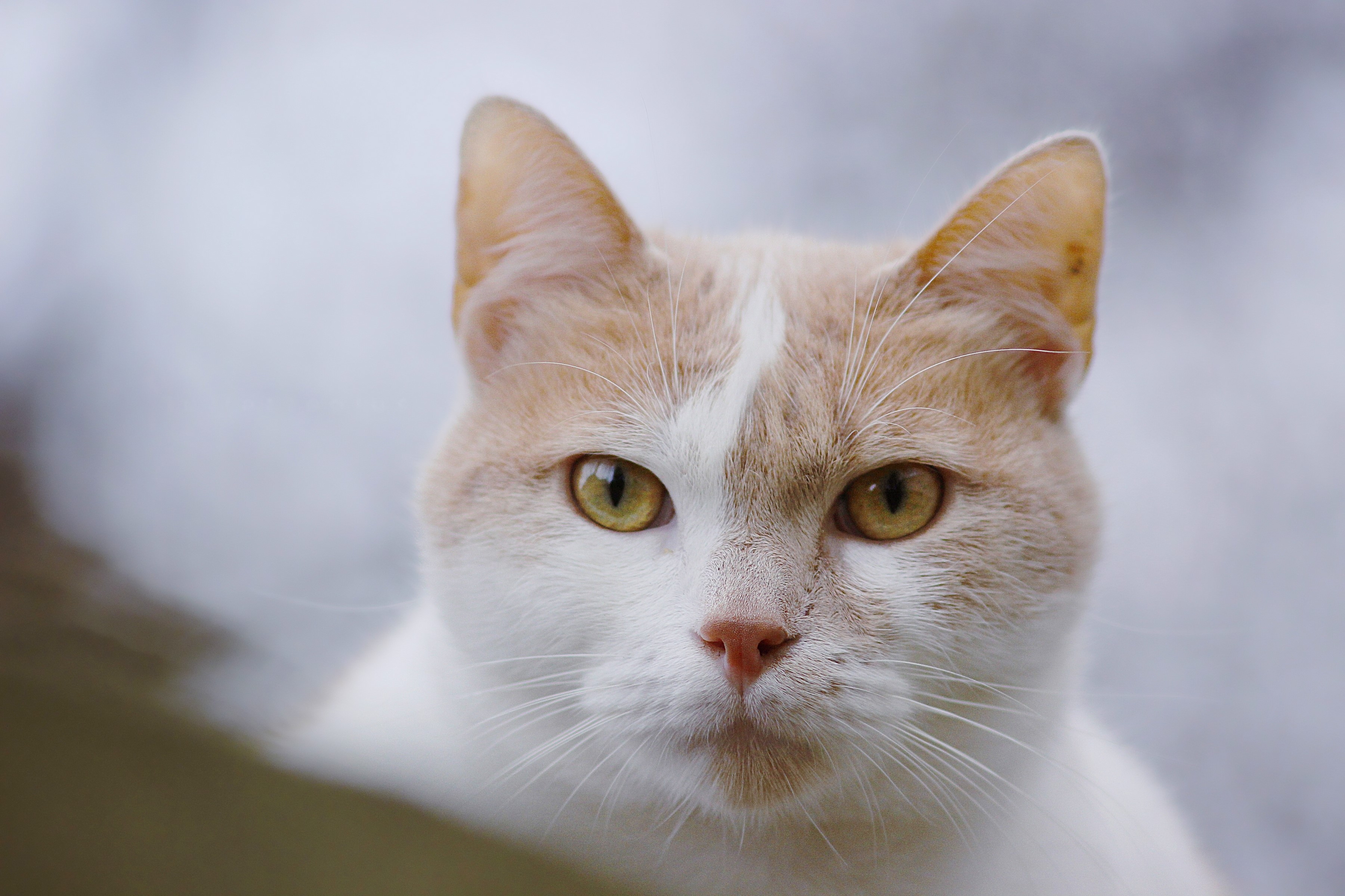 Close-up of a ginger and white cat's face HD Wallpaper