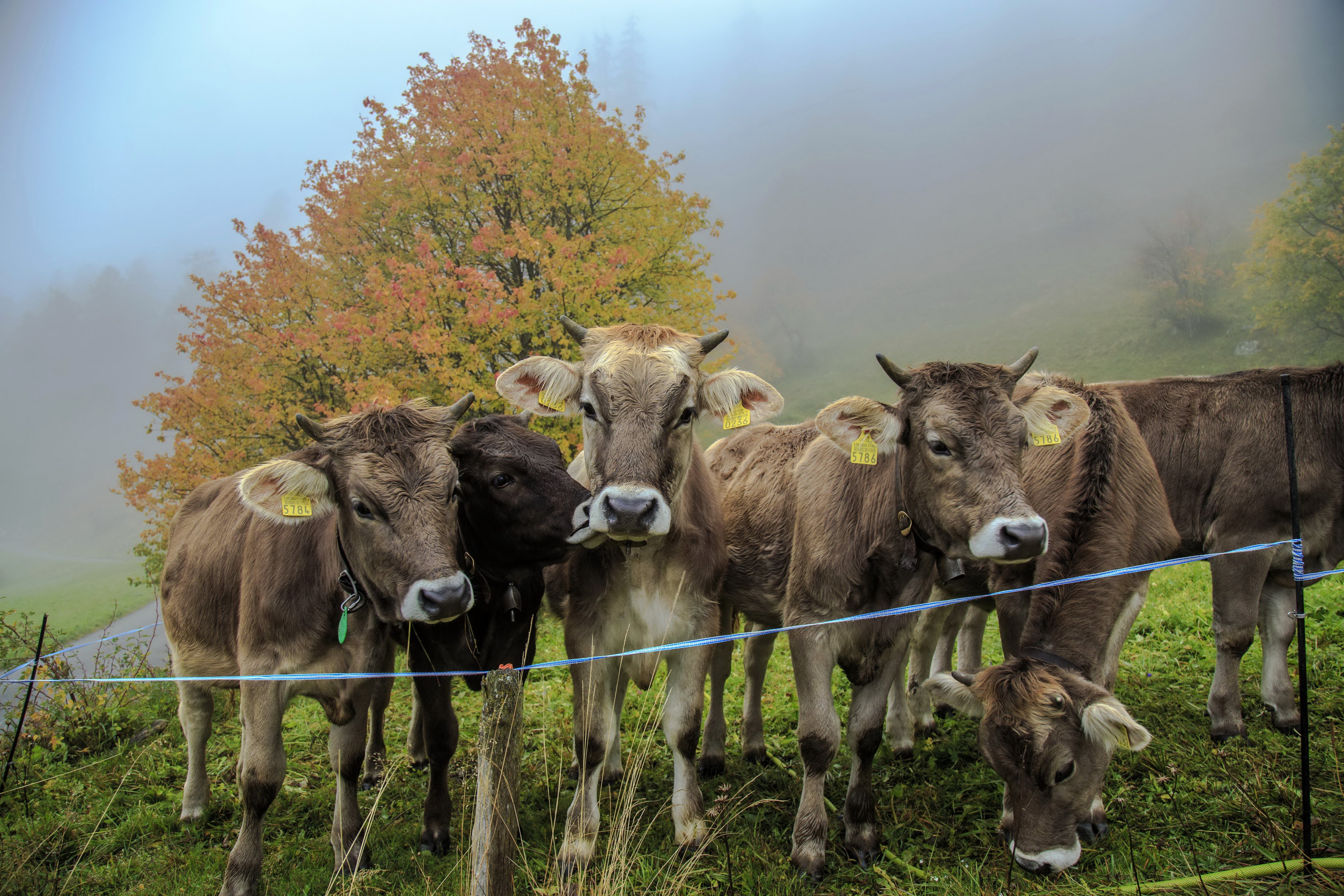 Cows in a foggy field with autumn tree HD Wallpaper
