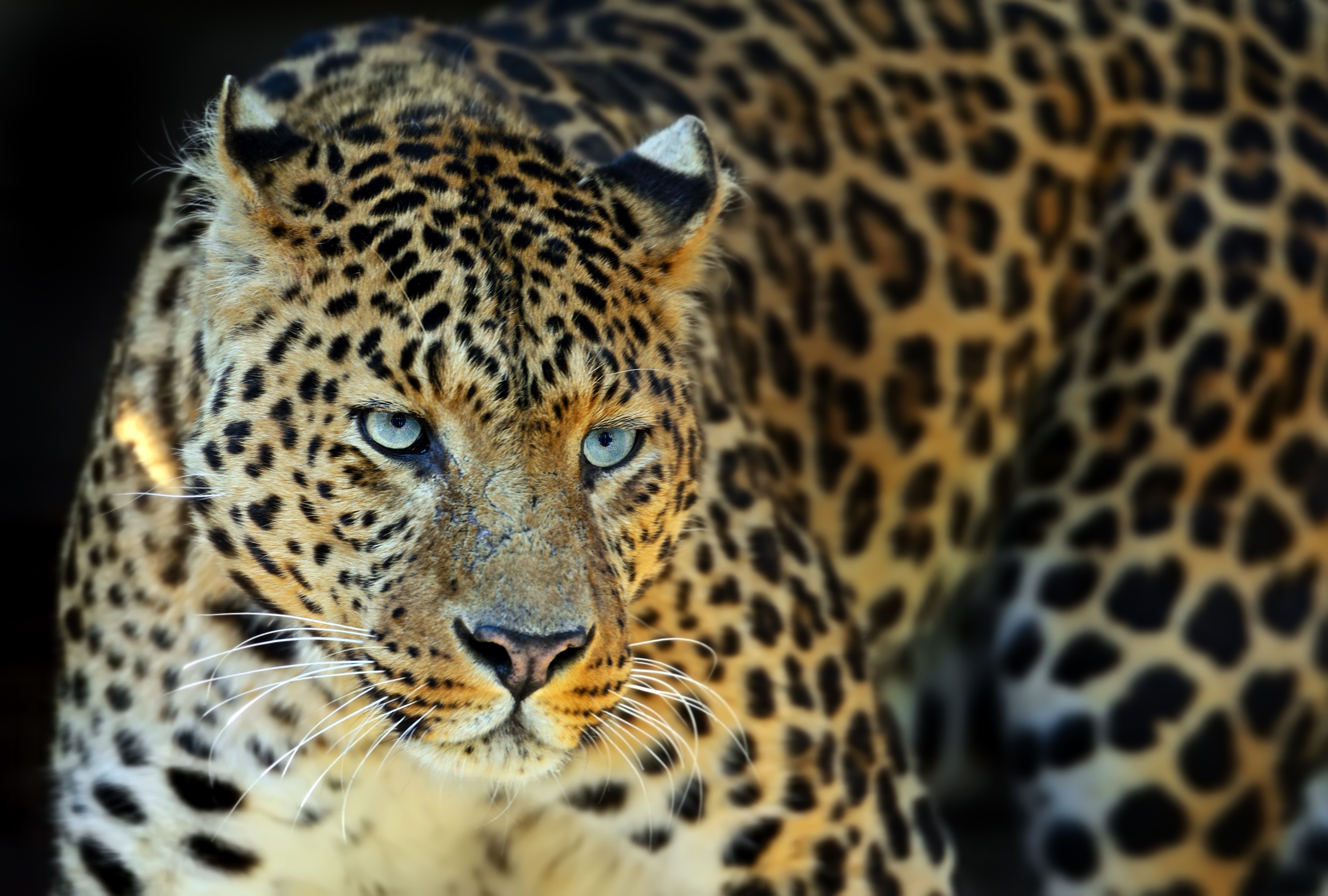 Close-up of a Leopard's Face HD Wallpaper