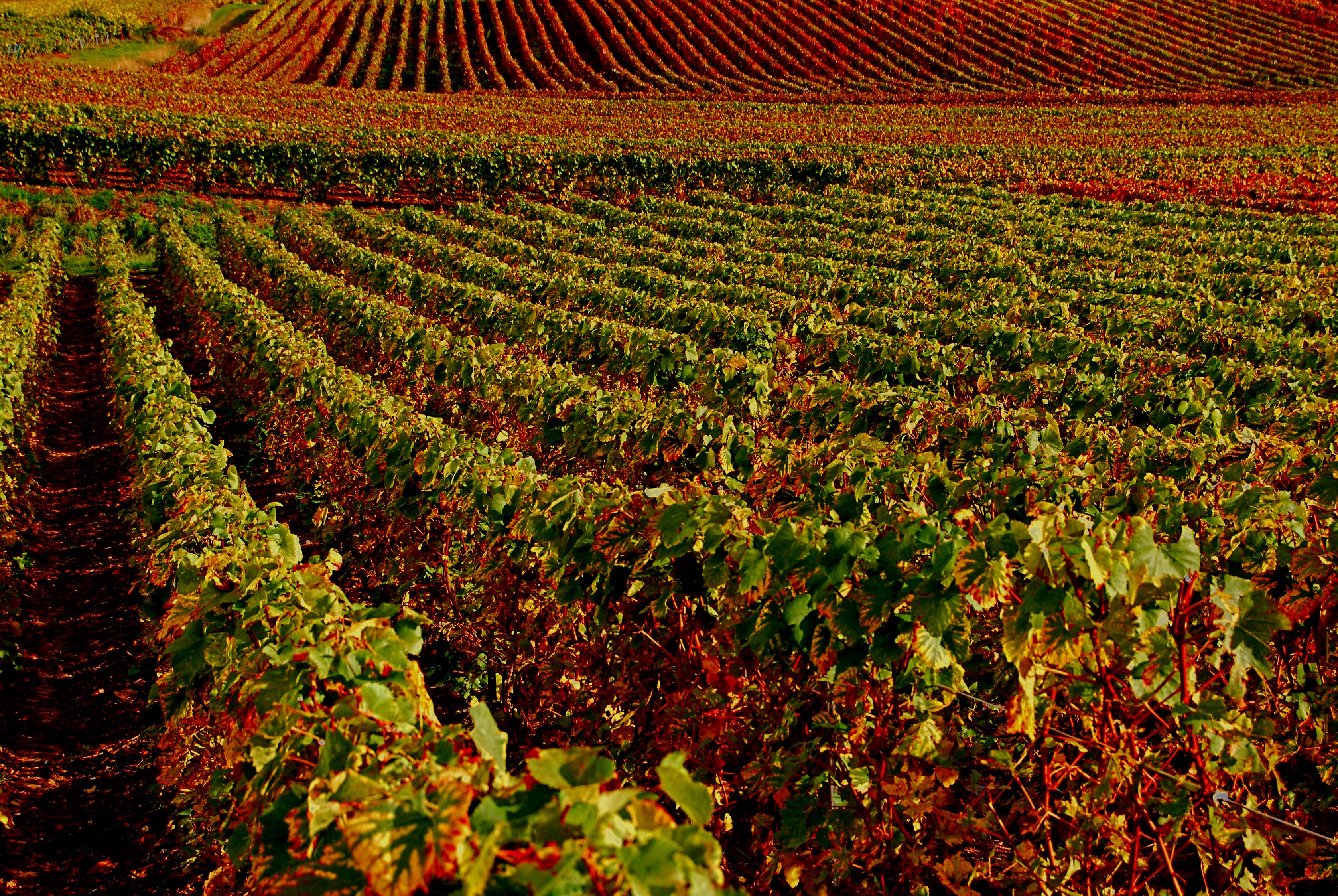Vineyards in Autumn in France HD Wallpaper