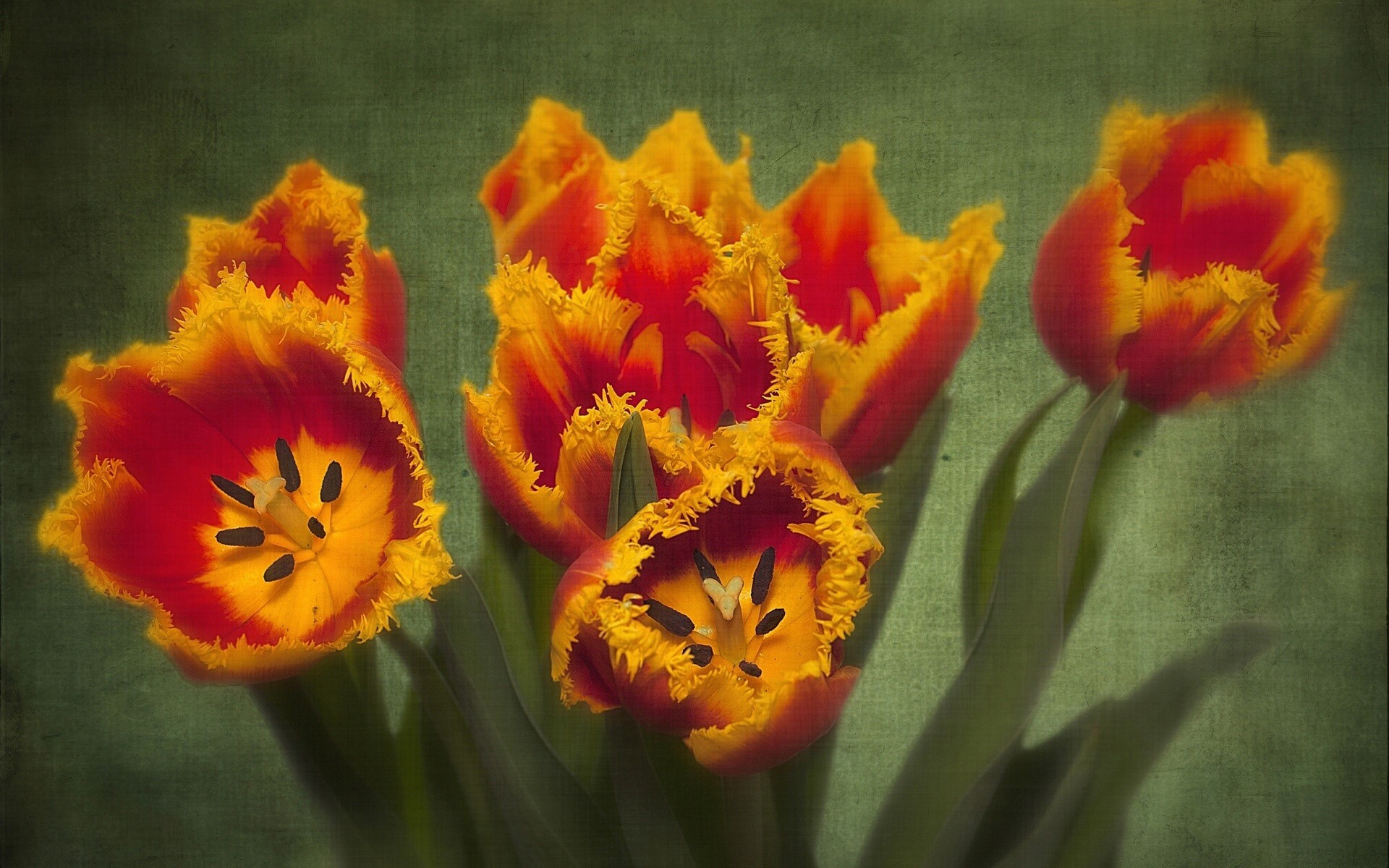 Fringed Red and Yellow Tulips HD Wallpaper