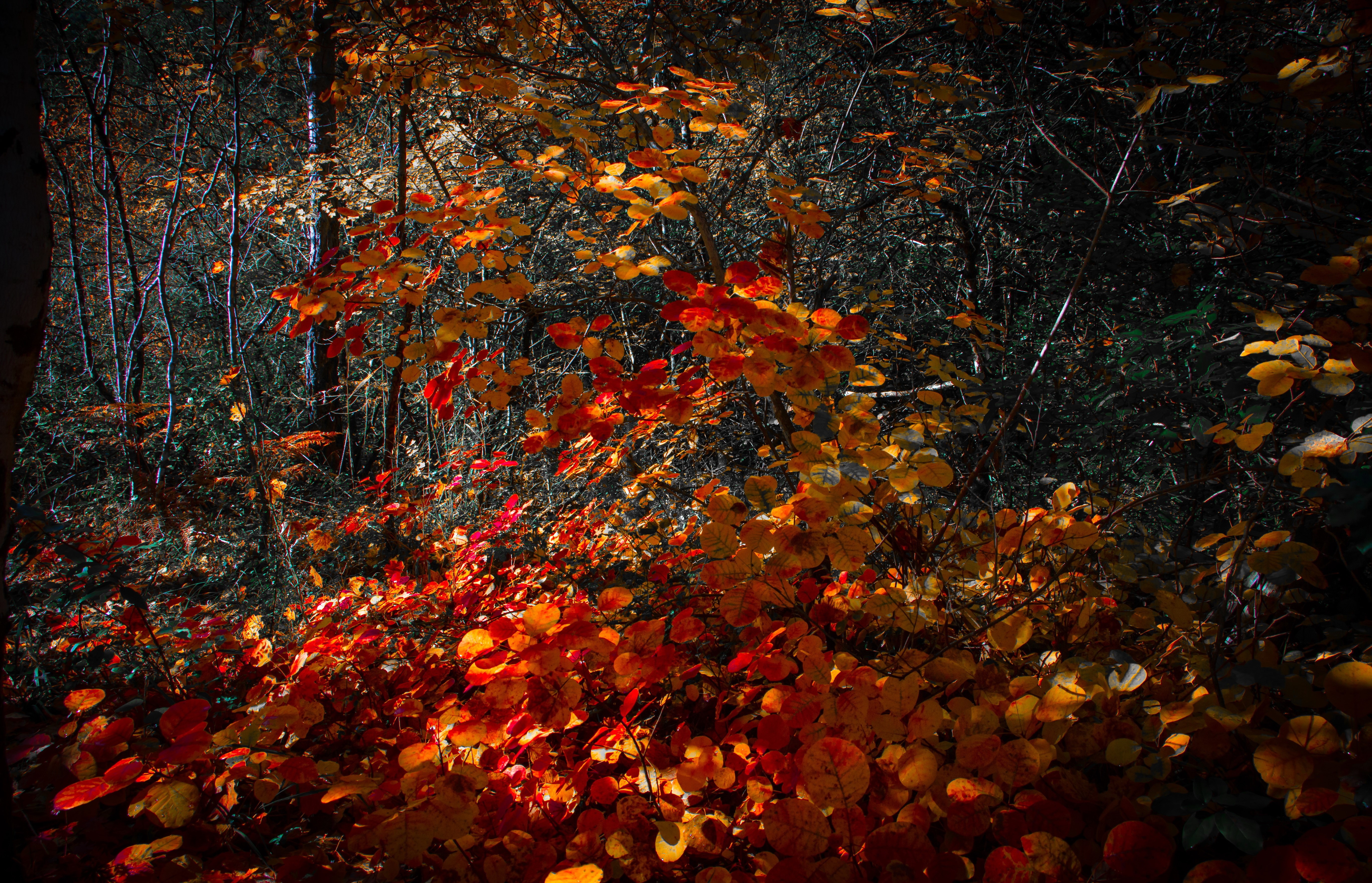 Autumn forest with red and yellow foliage HD Wallpaper