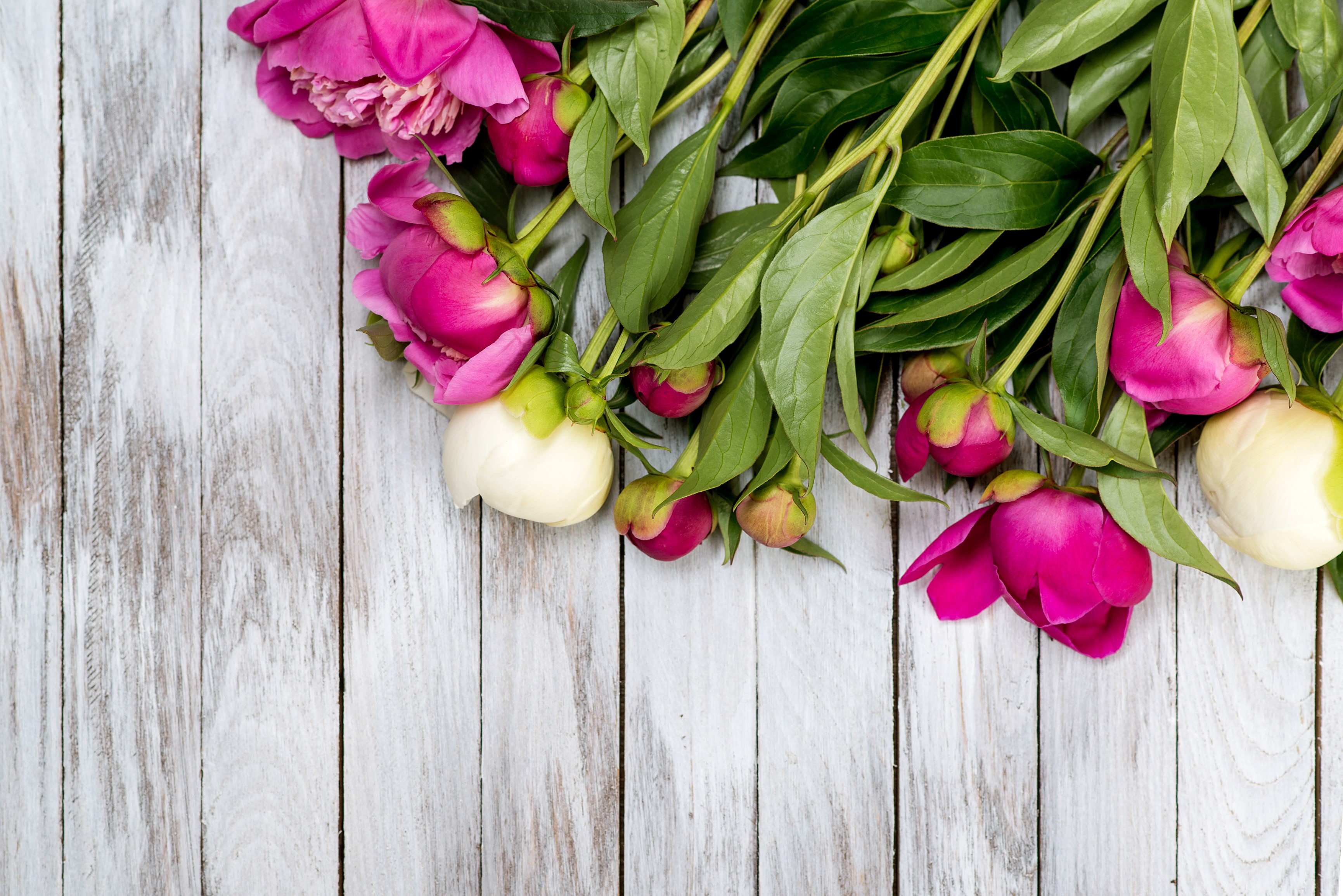 Pink and white peonies on weathered wood planks HD Wallpaper